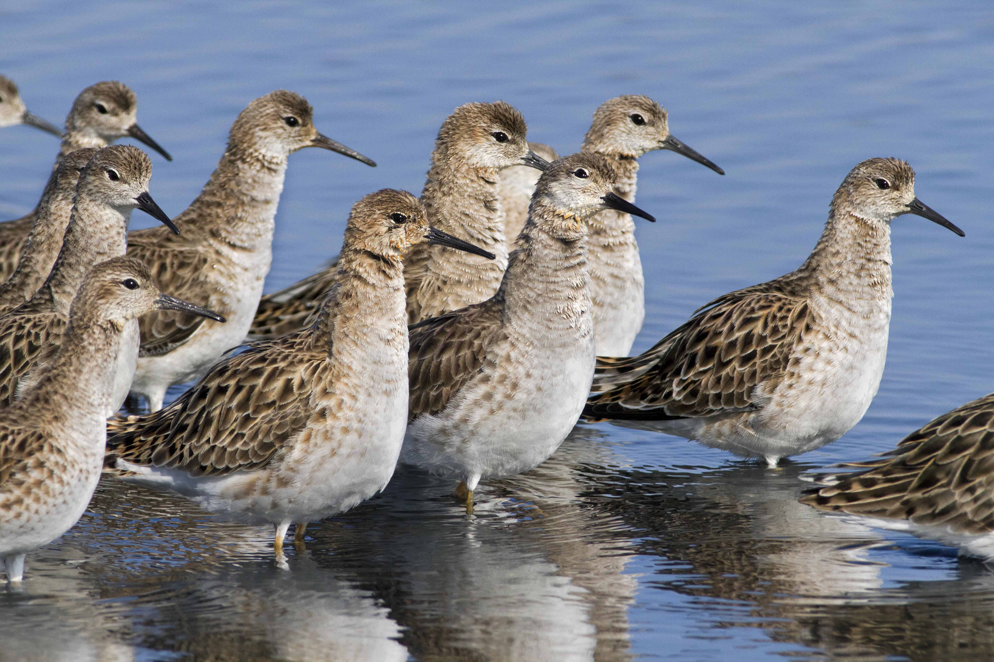 Canon EF 300mm f/2.8L + 2x sample photo. Beware of the hawk photography