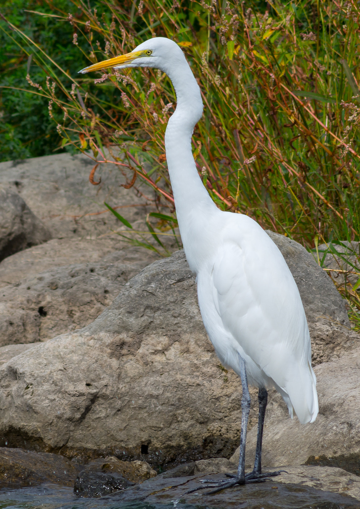 Sigma 70-300mm F4-5.6 APO DG Macro sample photo. Great egret on the shore photography