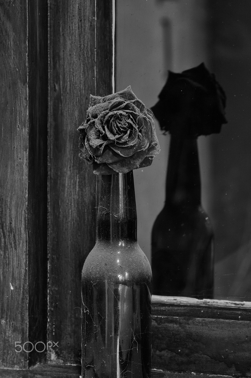 Canon EOS 60D sample photo. An old rose photography
