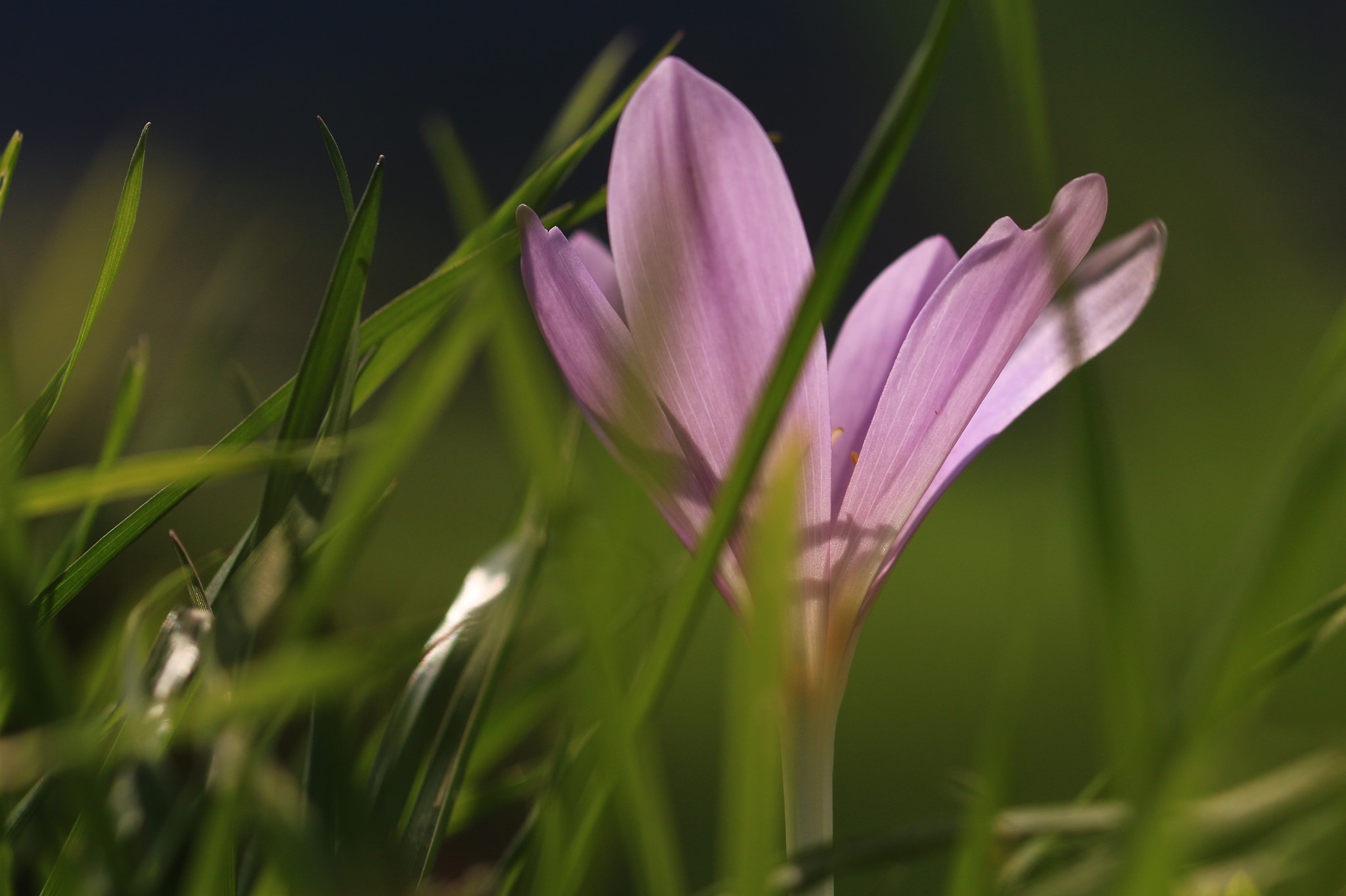 Canon EOS 700D (EOS Rebel T5i / EOS Kiss X7i) + Canon EF 100mm F2.8L Macro IS USM sample photo. Herbstzeitlose  photography