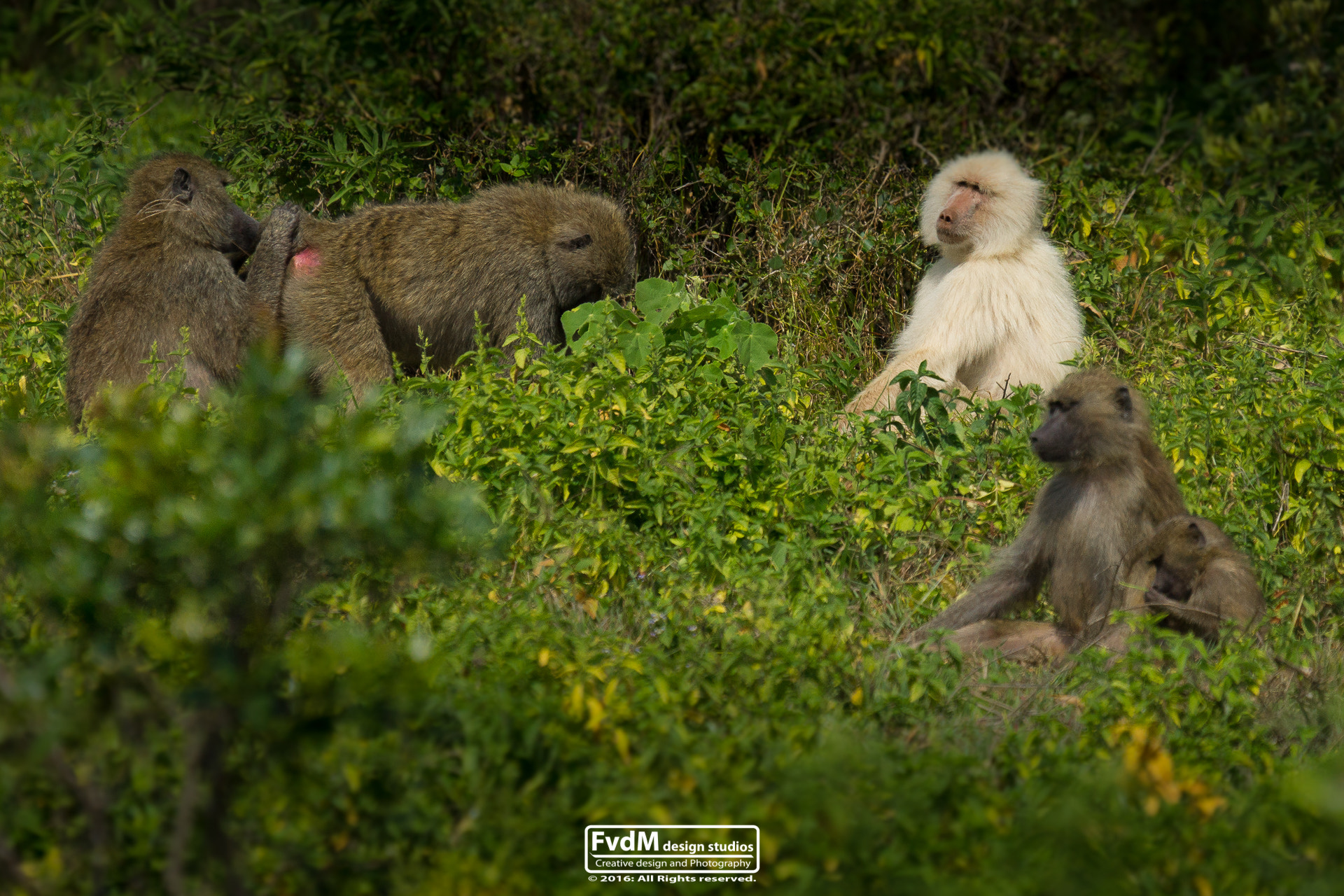 Sony SLT-A77 + Sony 70-400mm F4-5.6 G SSM sample photo. Accepted... photography