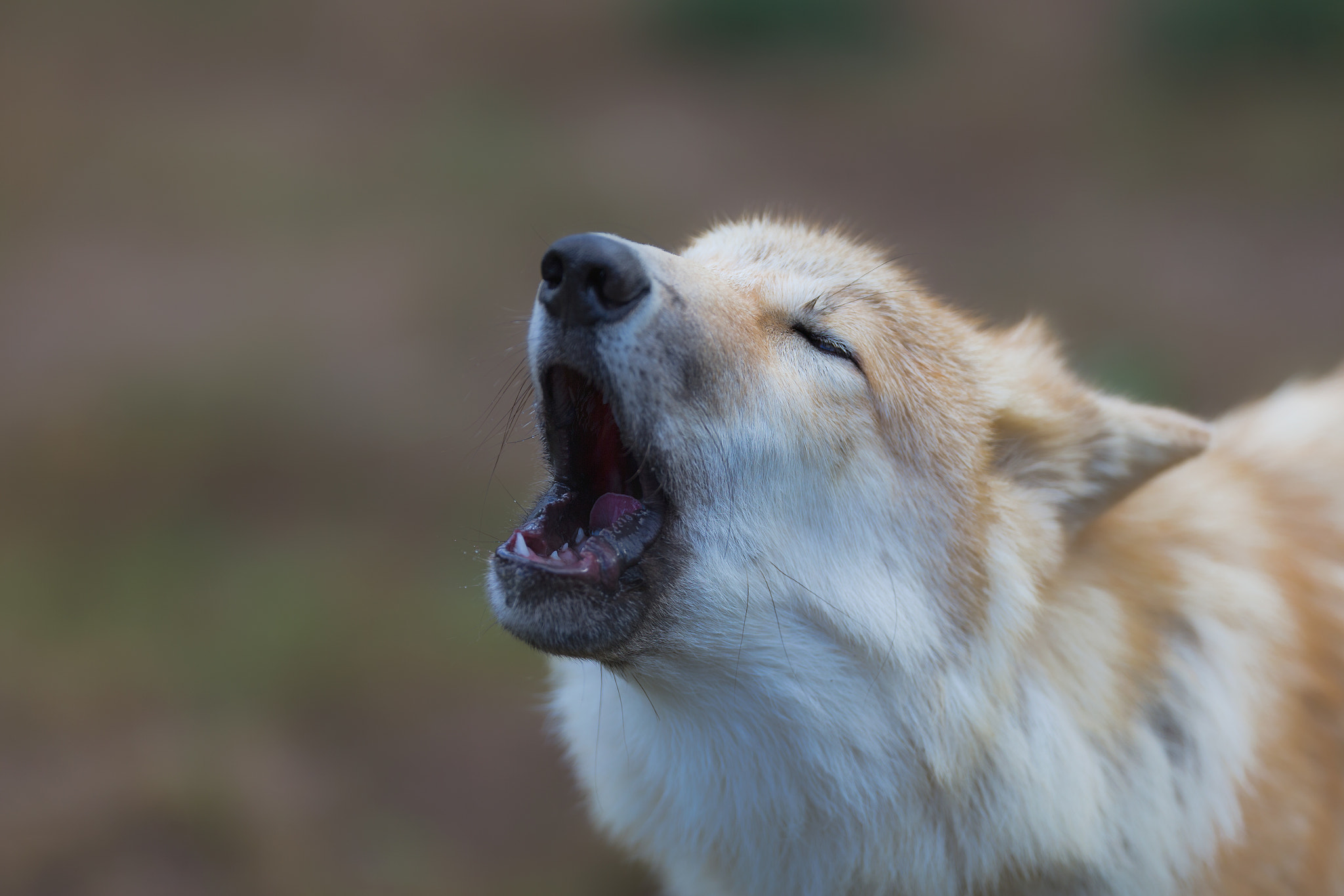 Canon EOS-1D X + Canon EF 200mm F2L IS USM sample photo. Polarwolf photography