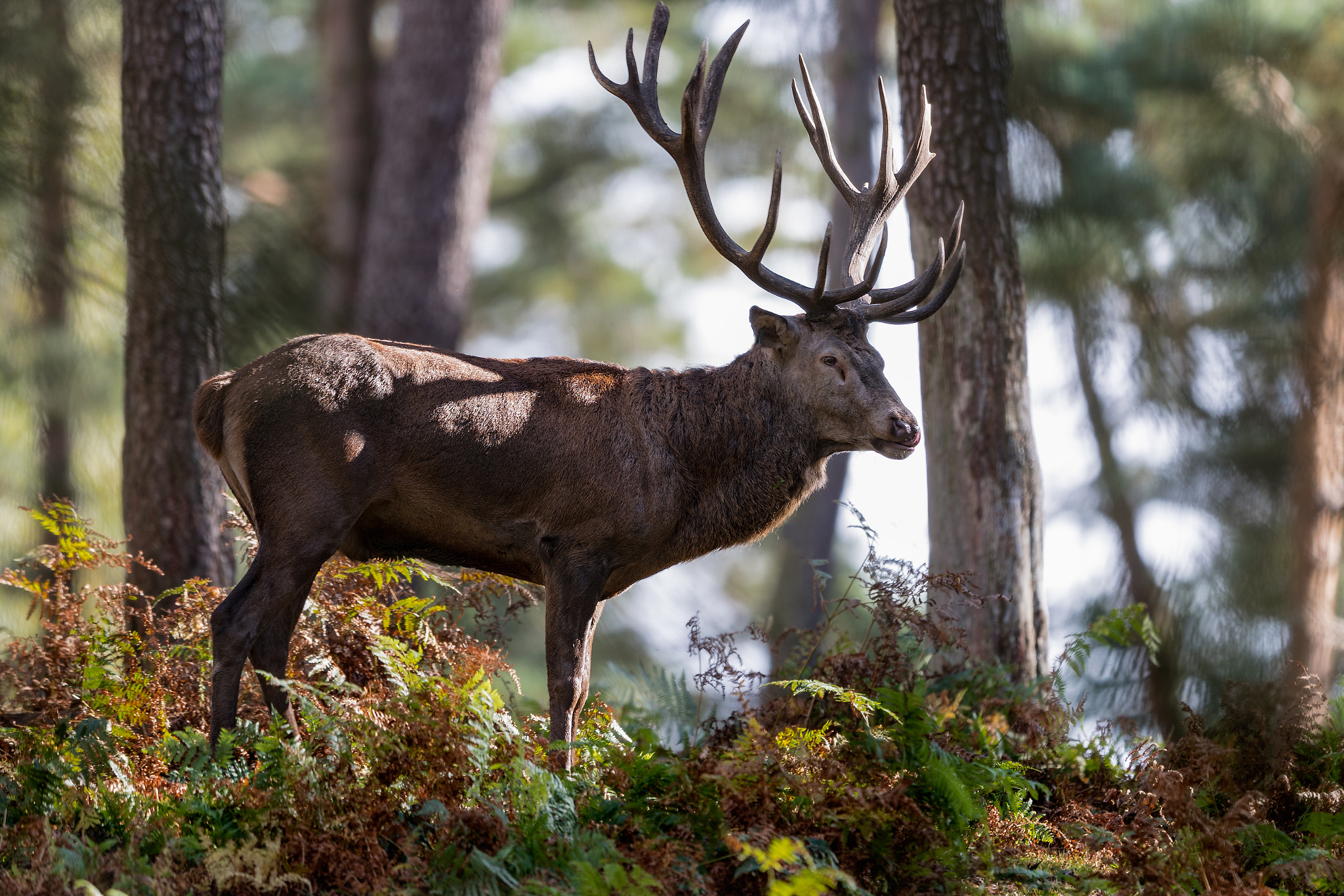 Canon EF 400mm F2.8L IS II USM sample photo. Hirsch photography