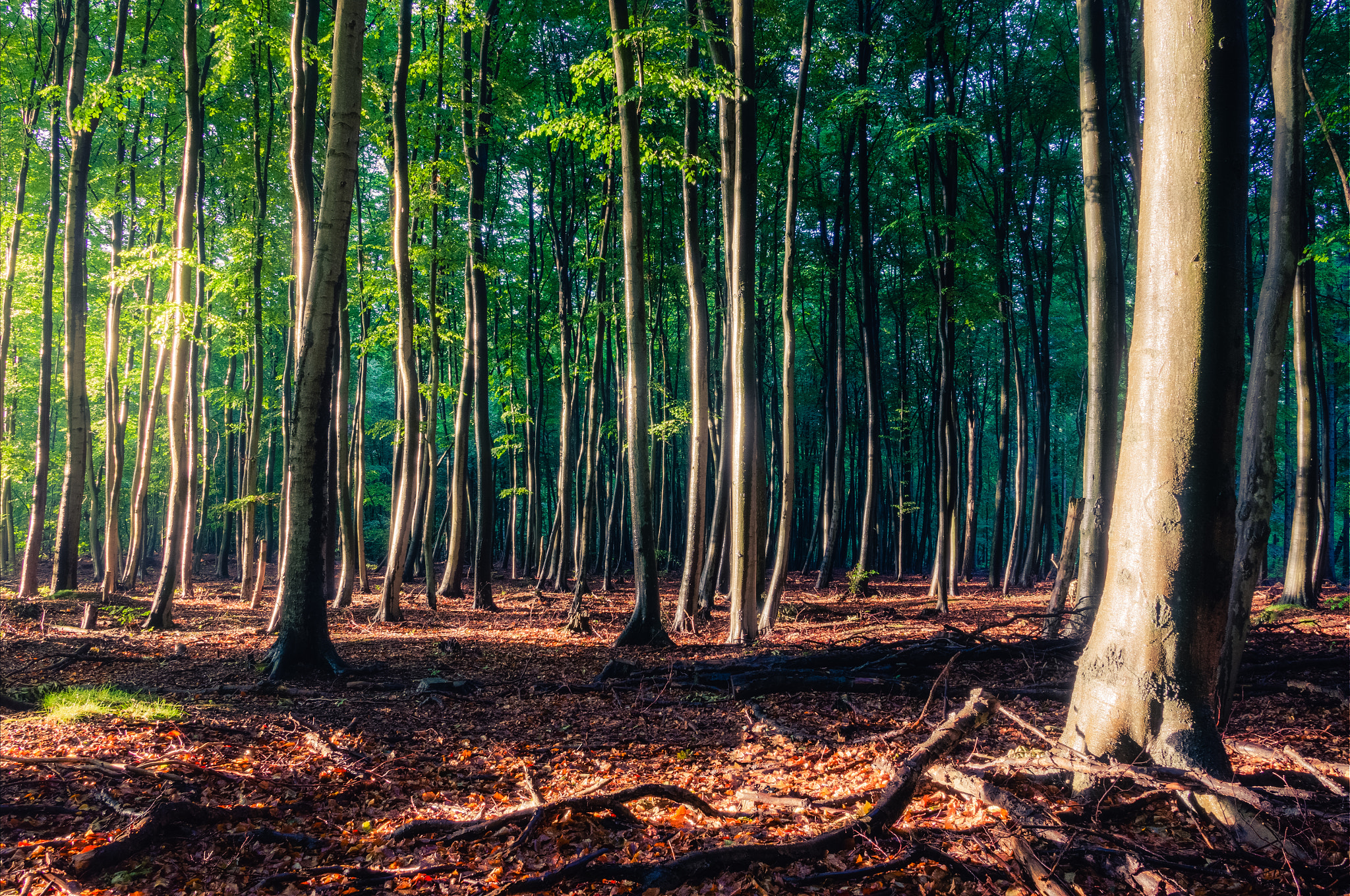 Sony Alpha NEX-6 + Sigma 19mm F2.8 EX DN sample photo. Enchanted forest photography