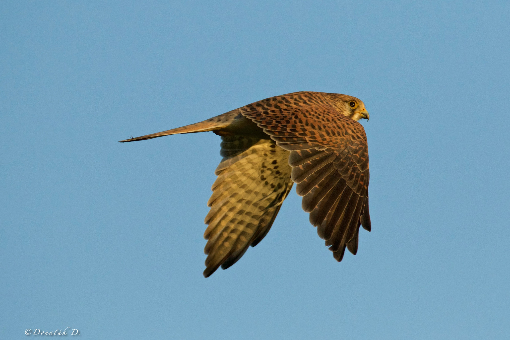 Canon EF 200-400mm F4L IS USM Extender 1.4x sample photo. Poštolka obecná ( falco tinnunculus) photography