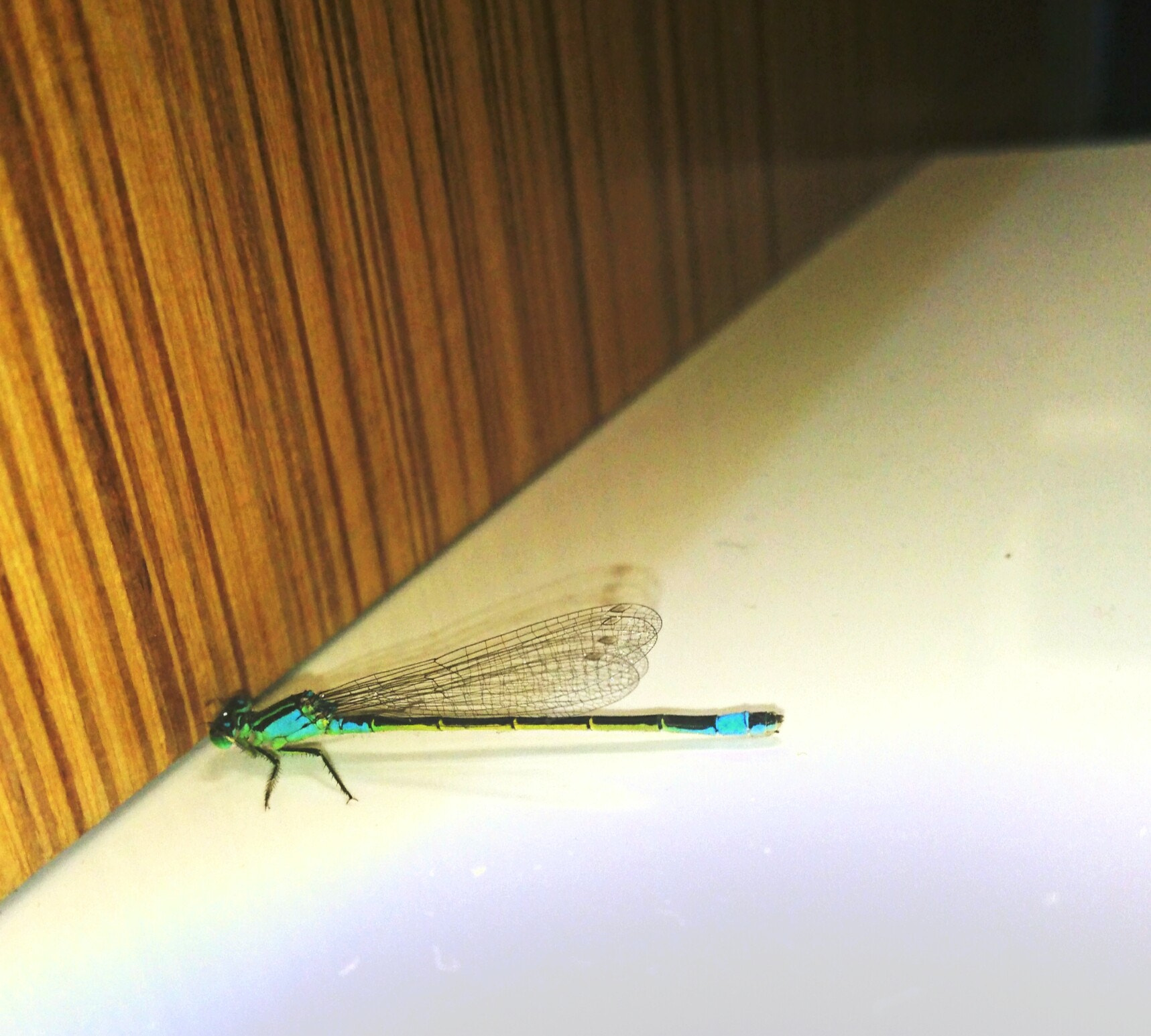 Sony Xperia Z3+ sample photo