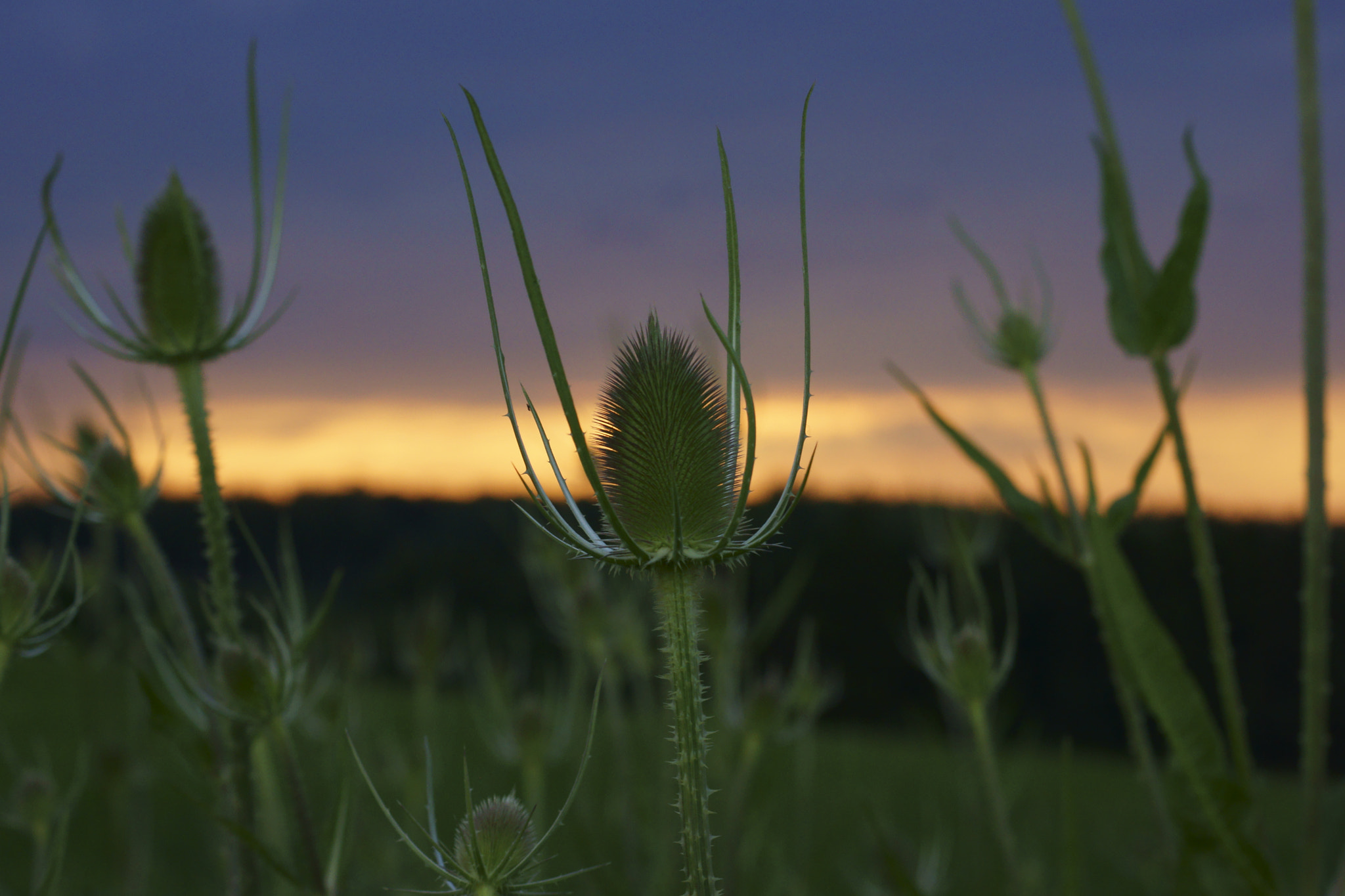 Sony SLT-A77 sample photo. Flower in sunset photography