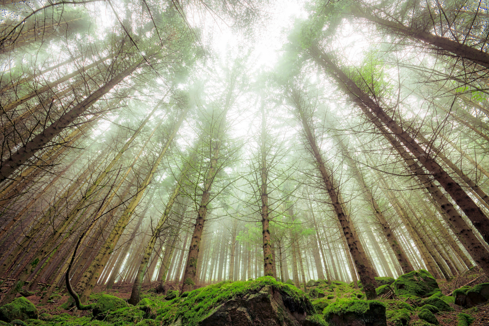 Canon EOS 760D (EOS Rebel T6s / EOS 8000D) + Sigma 10-20mm F4-5.6 EX DC HSM sample photo. In the fog photography