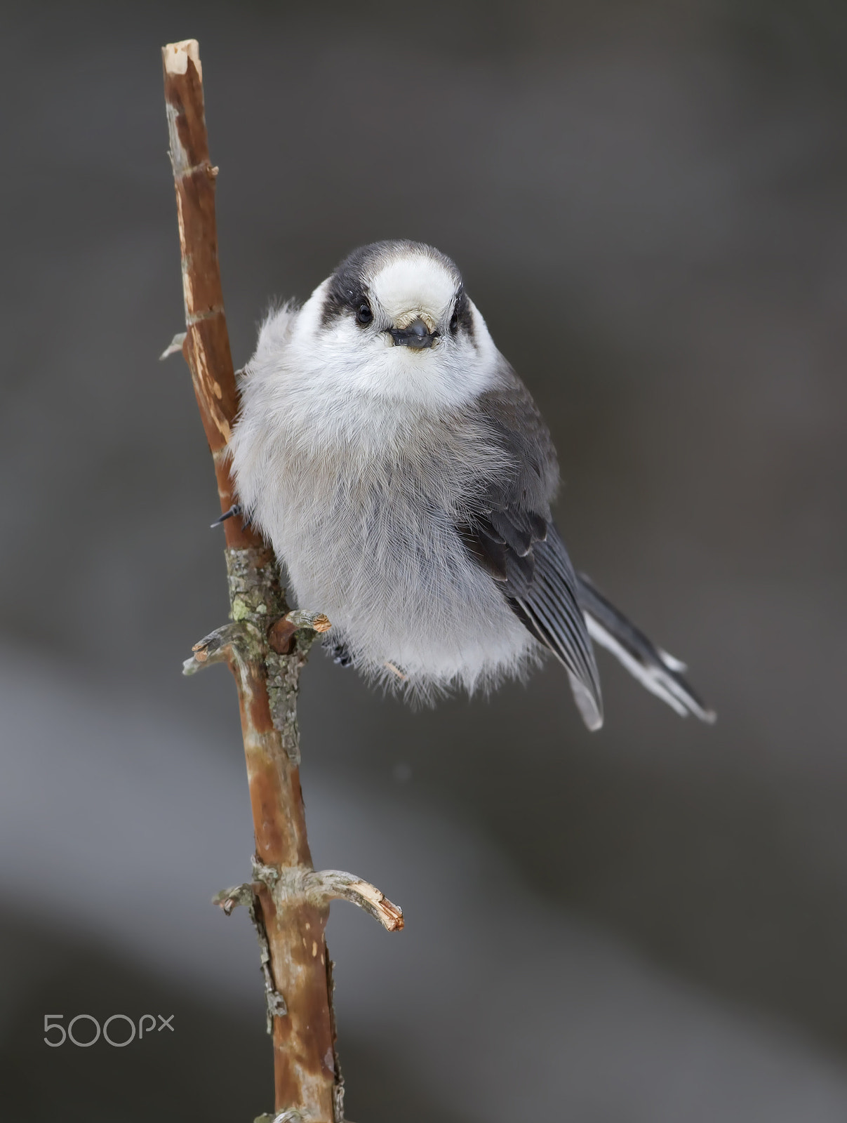 Canon EF 300mm F2.8L IS II USM sample photo. Gray jay - algonquin park photography