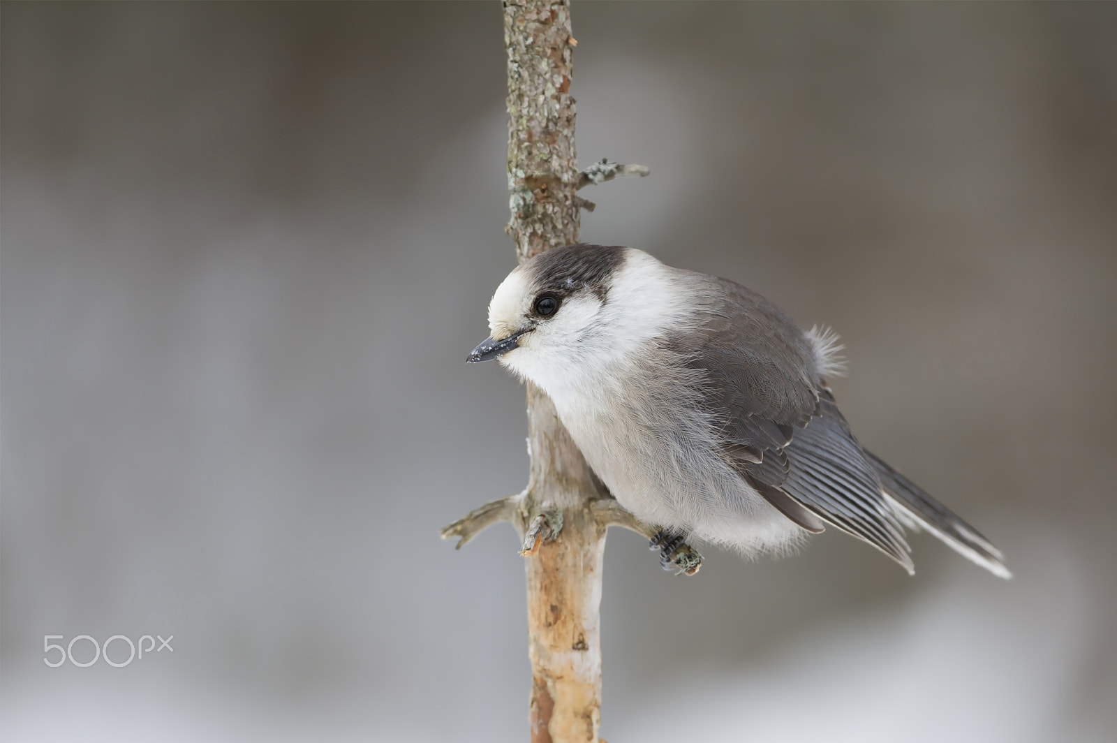 Canon EF 300mm F2.8L IS II USM sample photo. Gray jay - algonquin park photography