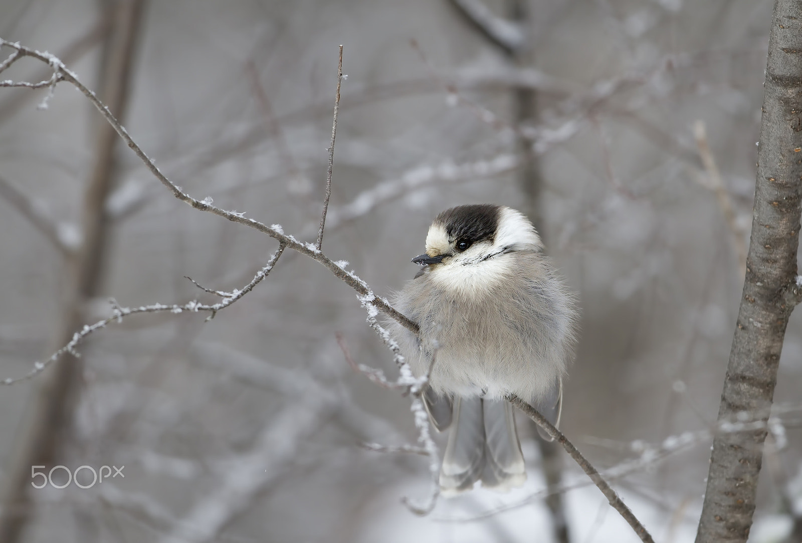 Canon EF 300mm F2.8L IS II USM sample photo. Gray jay - algonquin park photography