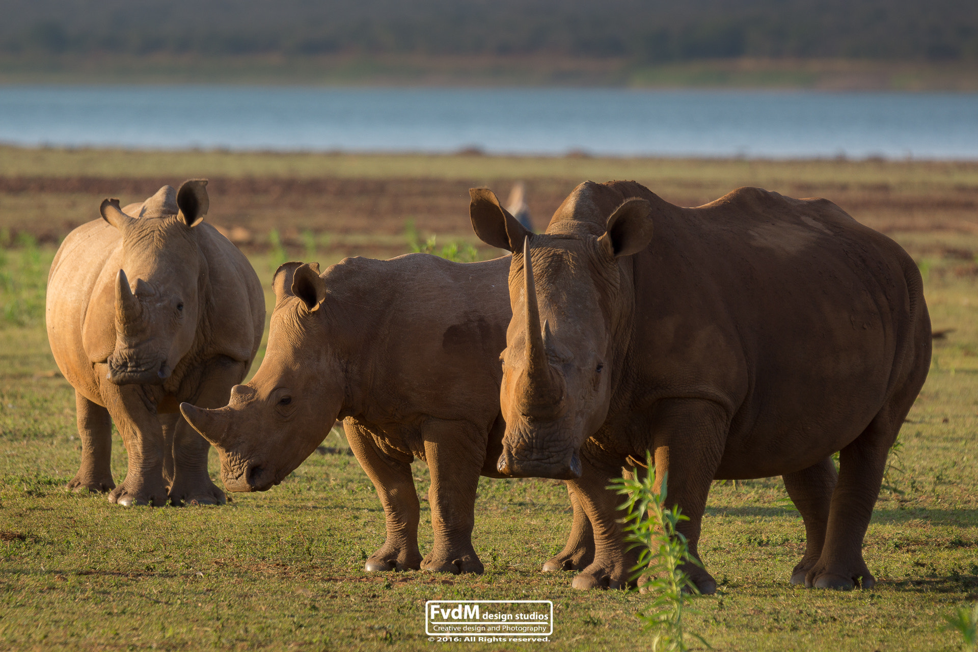 Sony SLT-A77 + Sony 70-400mm F4-5.6 G SSM sample photo. The rhino bro's... photography