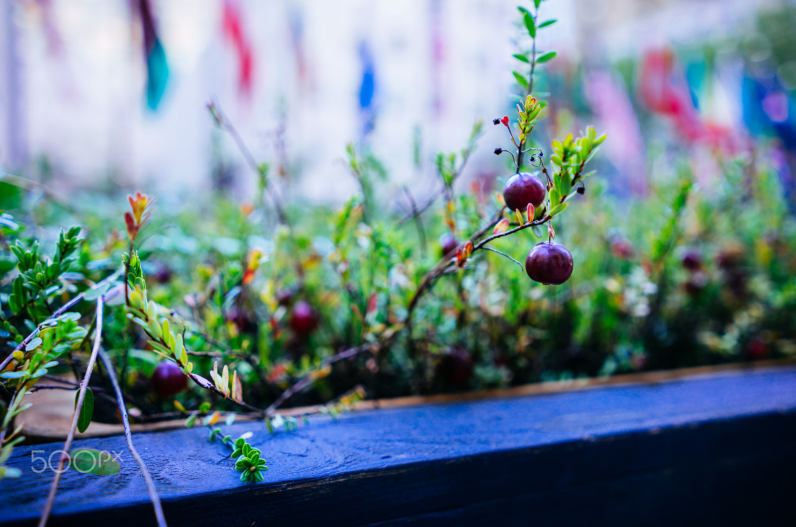 Sony a7R + Sony FE 28mm F2 sample photo. Bring your own sunshine, no matter where you are photography