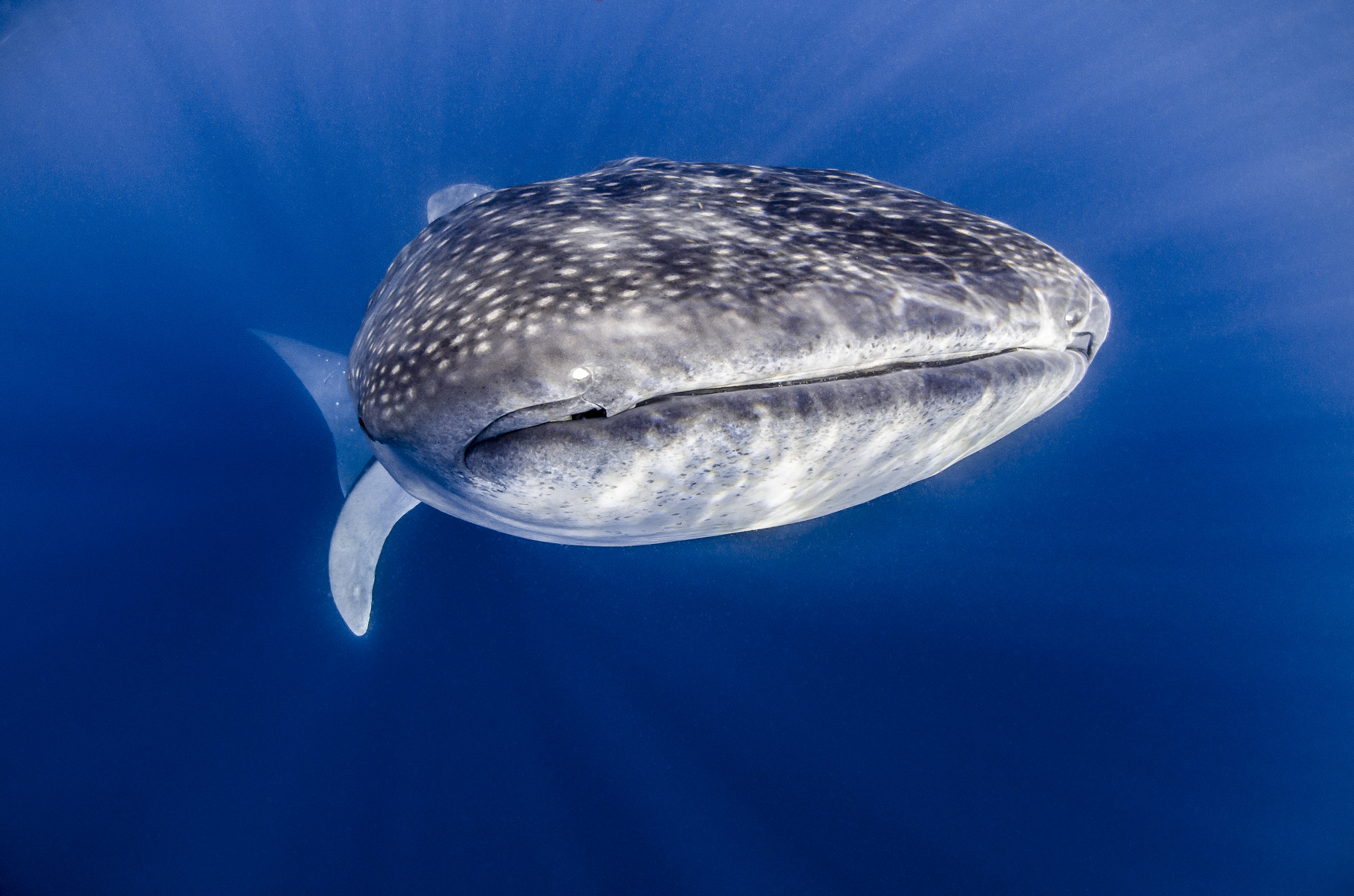 Nikon AF DX Fisheye-Nikkor 10.5mm F2.8G ED sample photo. Whale shark photography