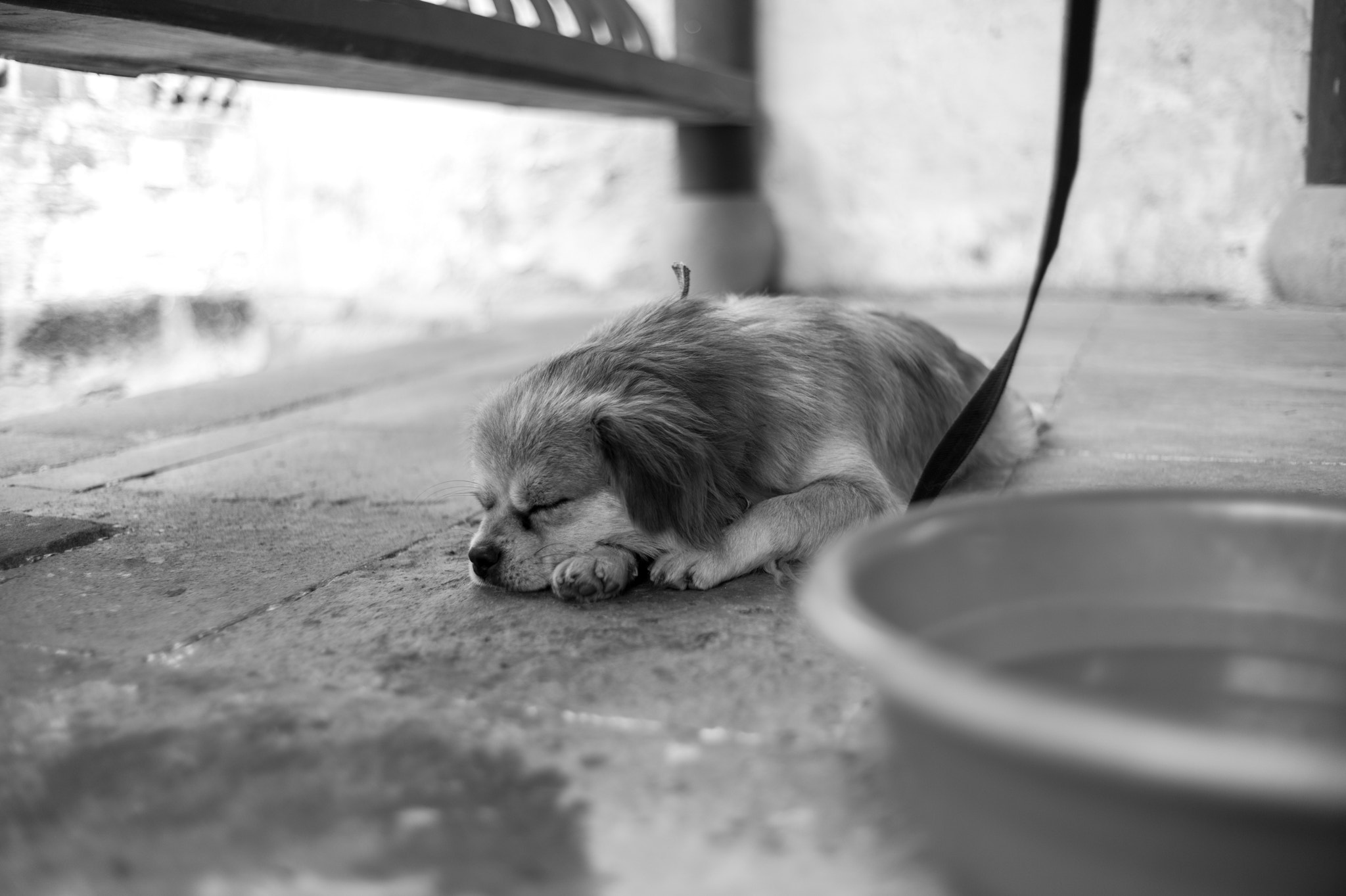 Summicron-M 35mm f/2 (IV) sample photo. Sleepy dog photography