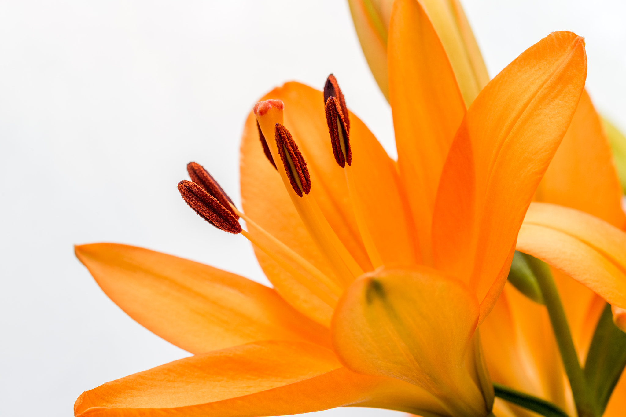 Canon EF 100mm F2.8L Macro IS USM sample photo. Orange lily photography