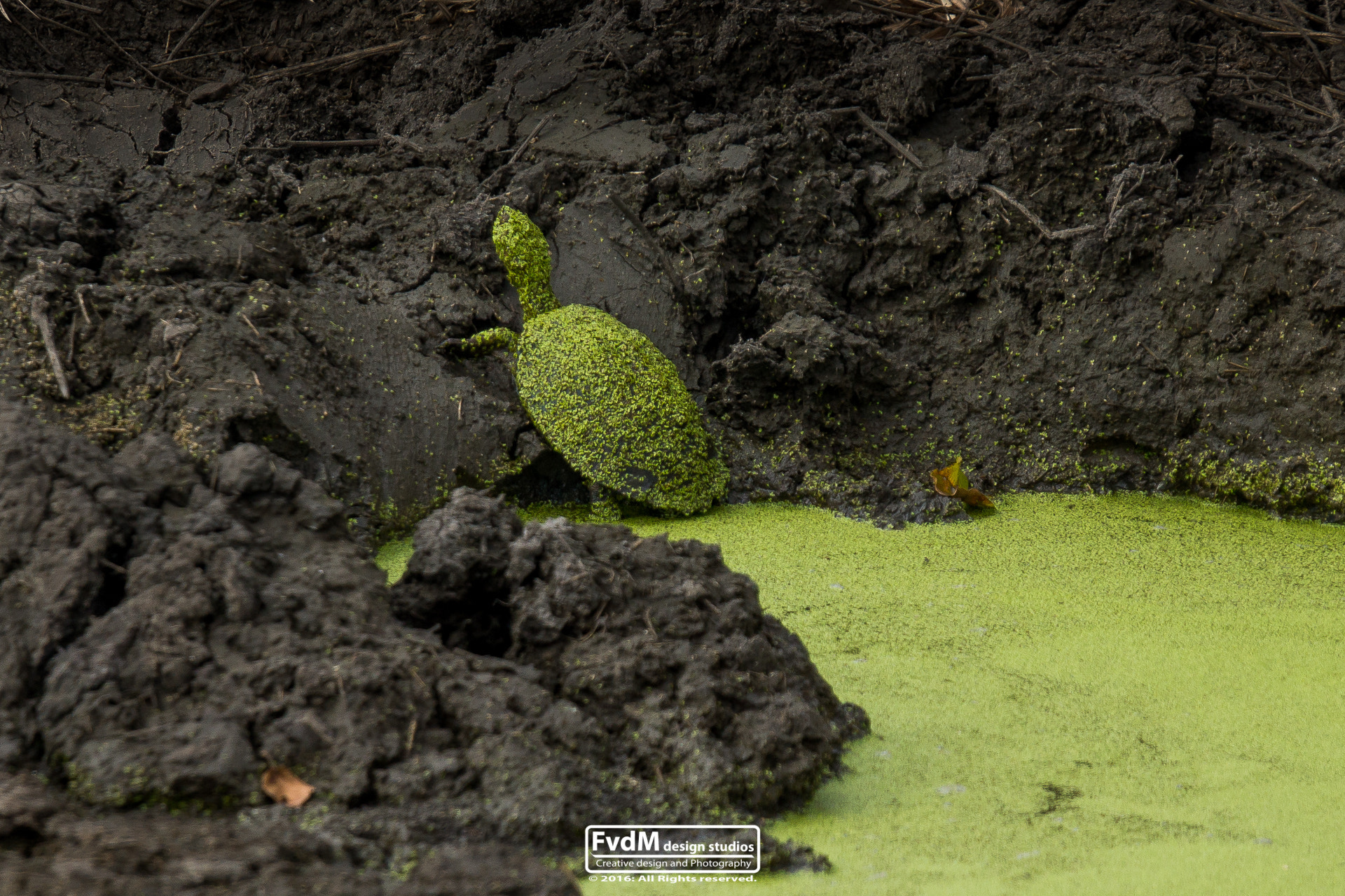 Sony SLT-A77 sample photo. Turtle camouflage... photography