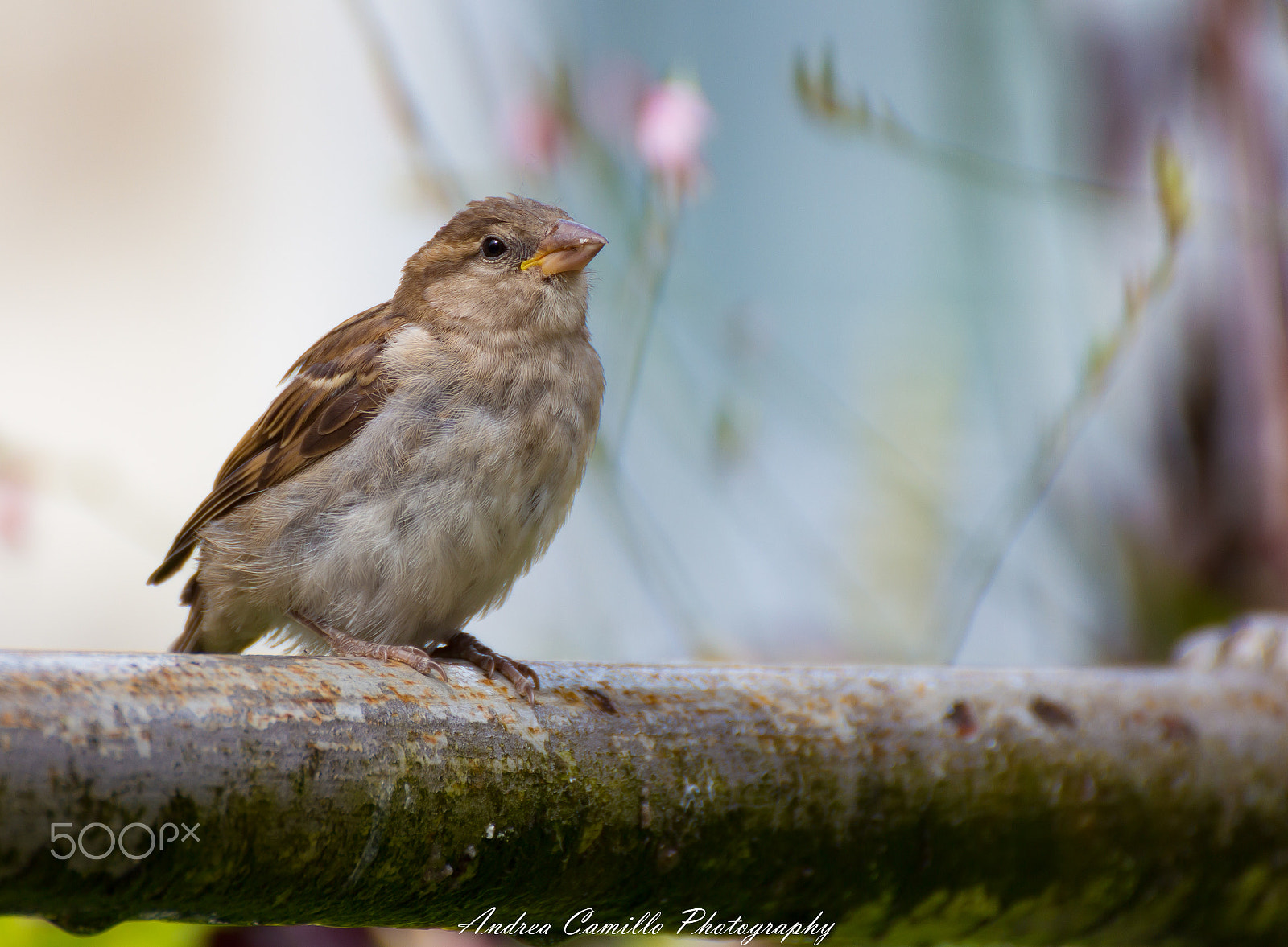 Canon EOS 650D (EOS Rebel T4i / EOS Kiss X6i) + Tamron SP 35mm F1.8 Di VC USD sample photo. Proud sparrow photography