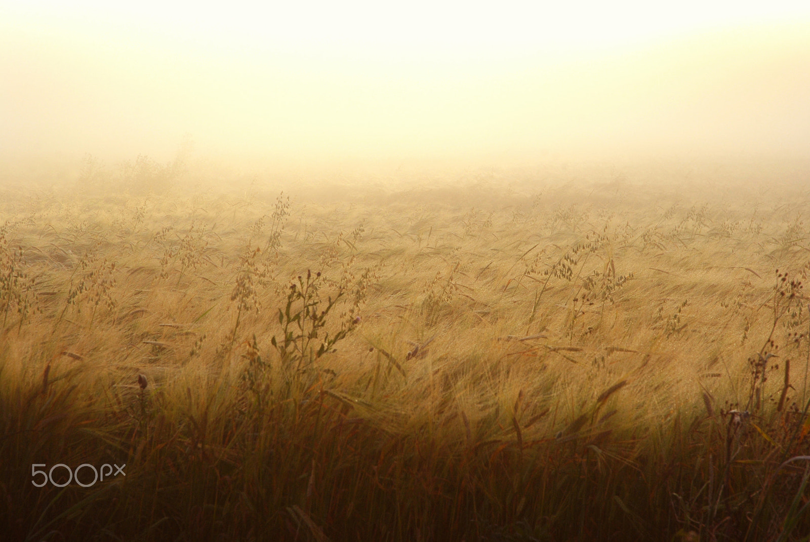 Nikon D3000 sample photo. Early morning photography