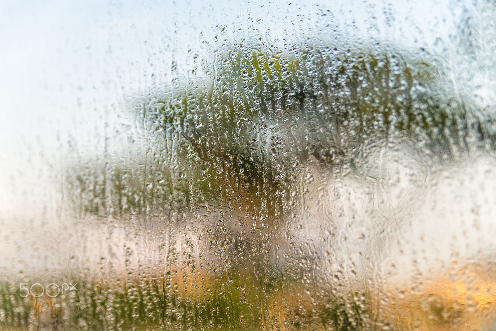 Nikon D600 sample photo. Tree in rain photography
