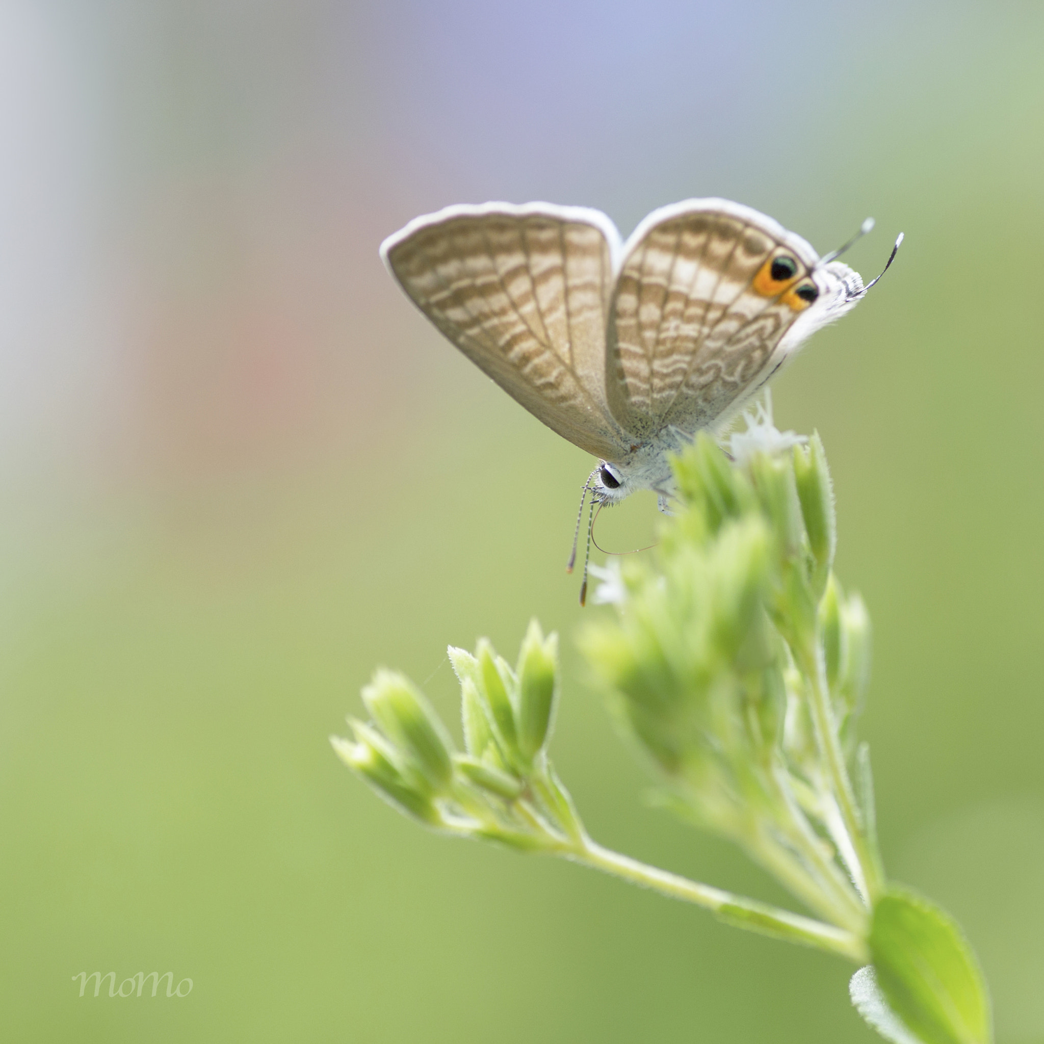 Canon EOS 6D + Tamron SP AF 90mm F2.8 Di Macro sample photo. Long-tailed blue☆+ﾟ photography