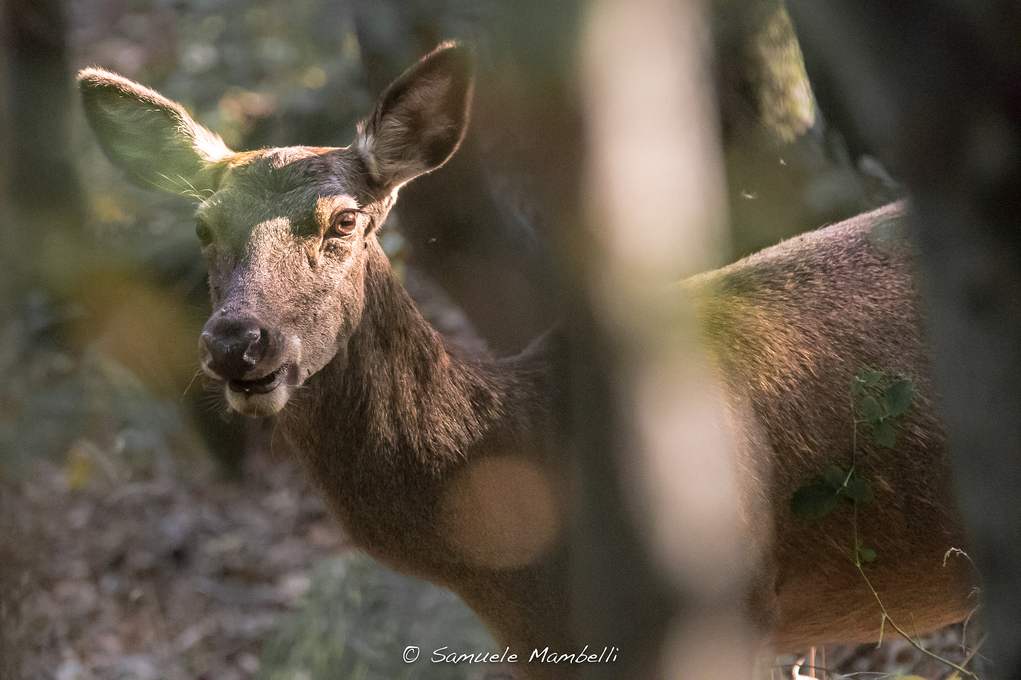 Canon EF 300mm F2.8L IS USM sample photo. La regina photography