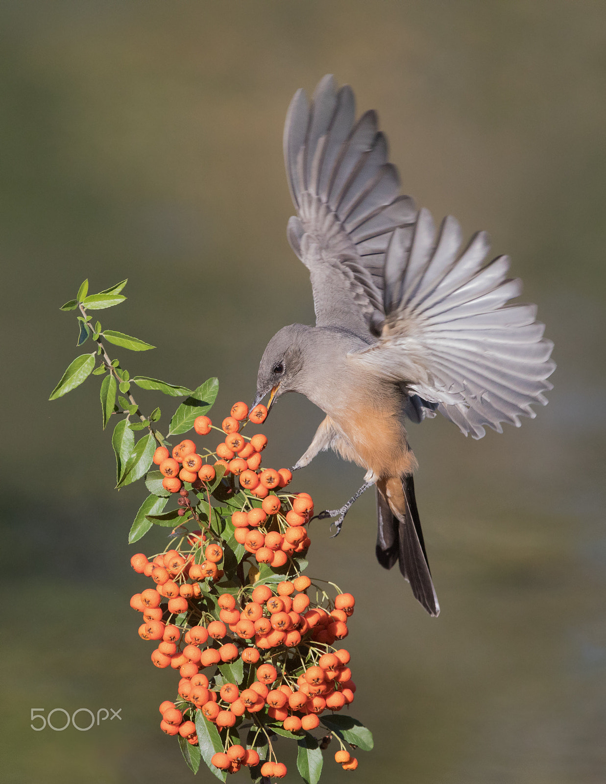 Canon EF 300mm F2.8L IS II USM sample photo. Say's phoebe feeding photography