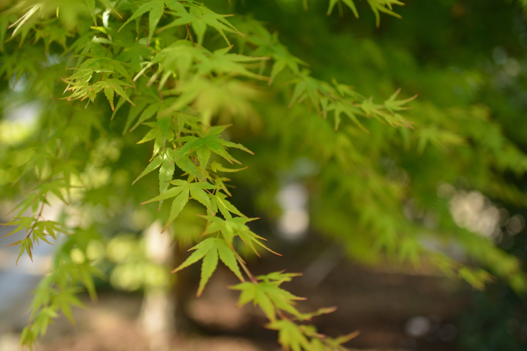 Nikon D800 sample photo. Leaves of maple photography