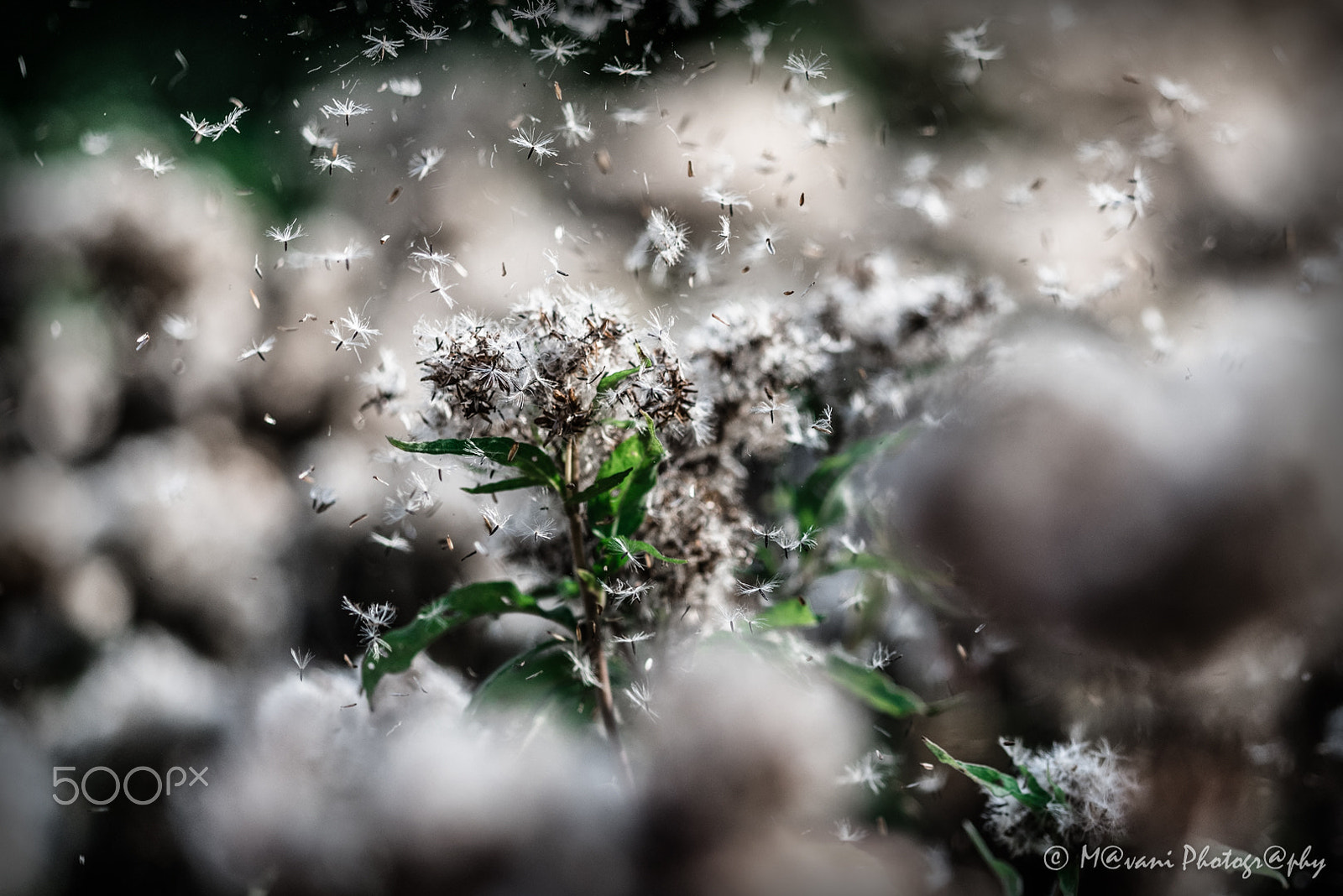 Nikon D750 + Sigma 105mm F2.8 EX DG Macro sample photo. Flower explosion photography