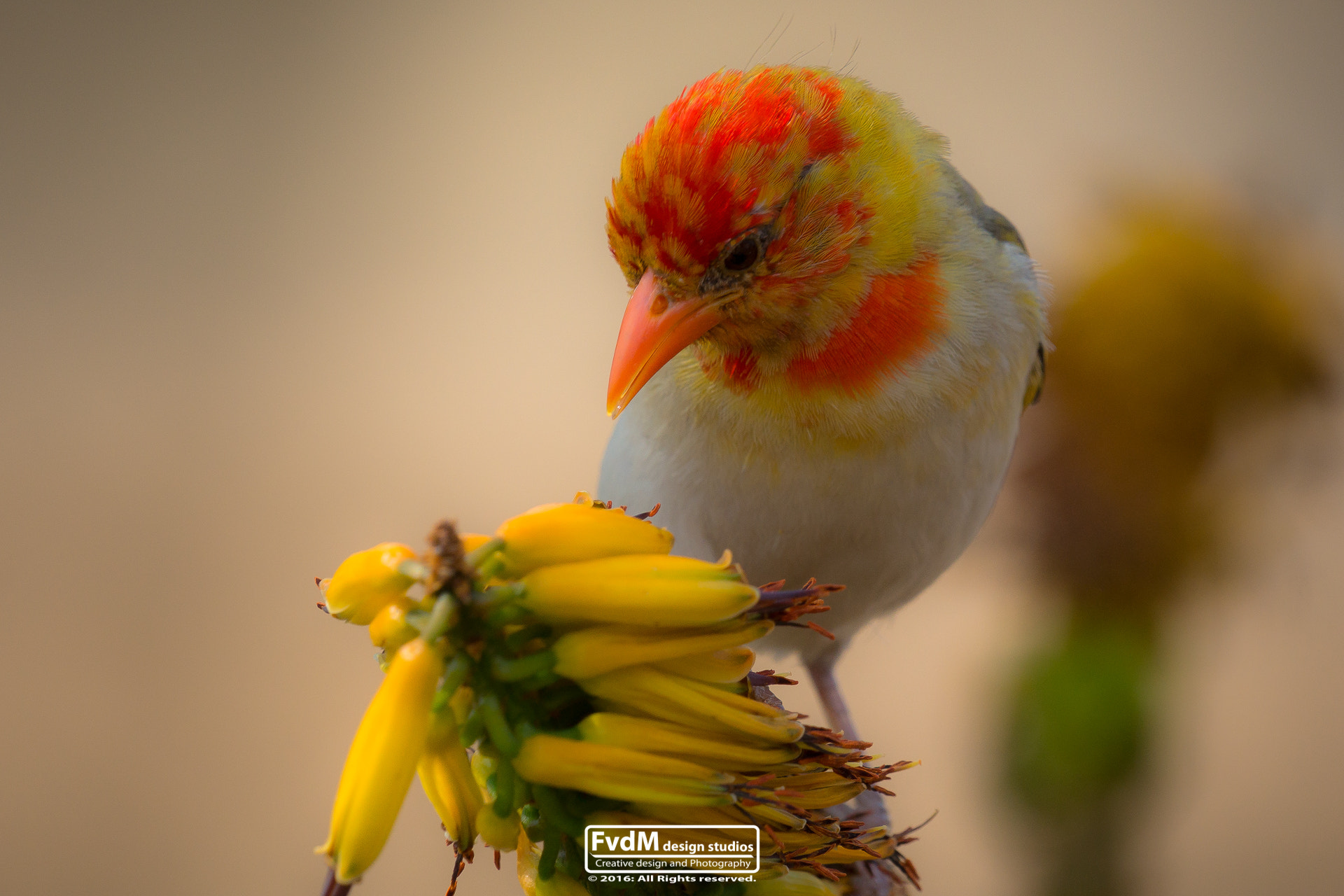 Sony SLT-A77 + Sony 70-400mm F4-5.6 G SSM sample photo. Changing colors... photography