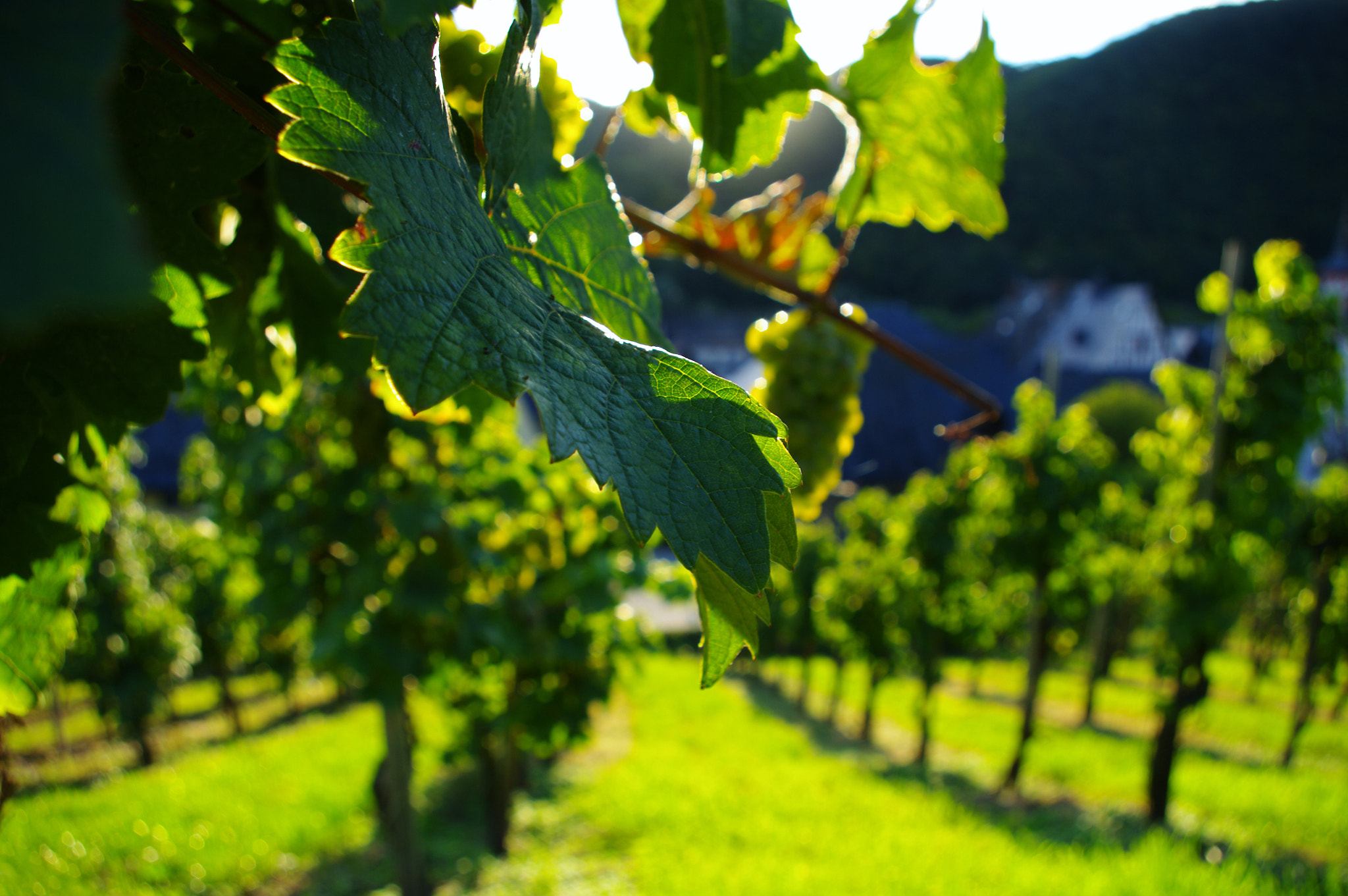 Pentax K20D sample photo. The riesling grape photography