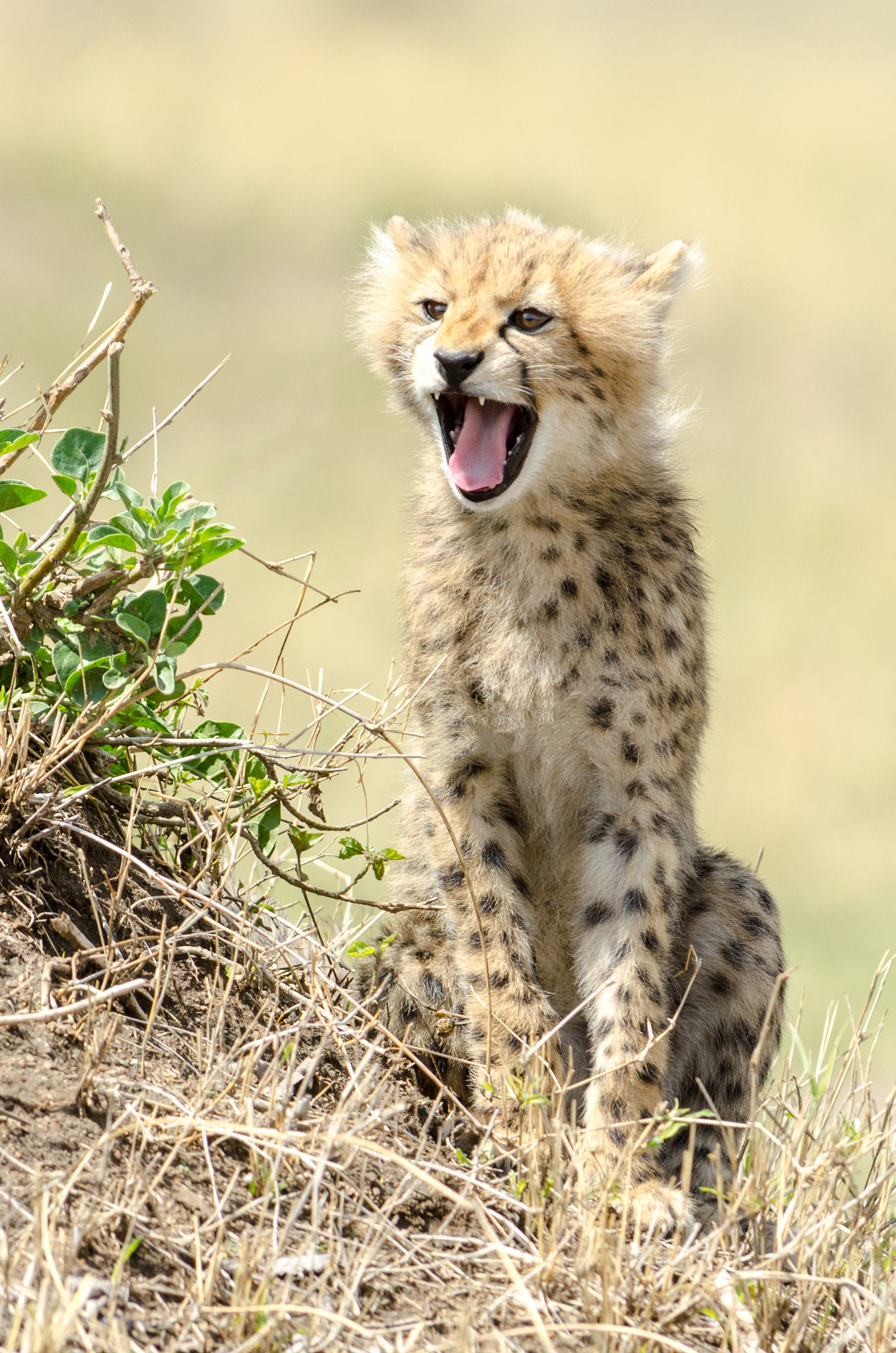 Nikon D7000 sample photo. Cheetah cub photography