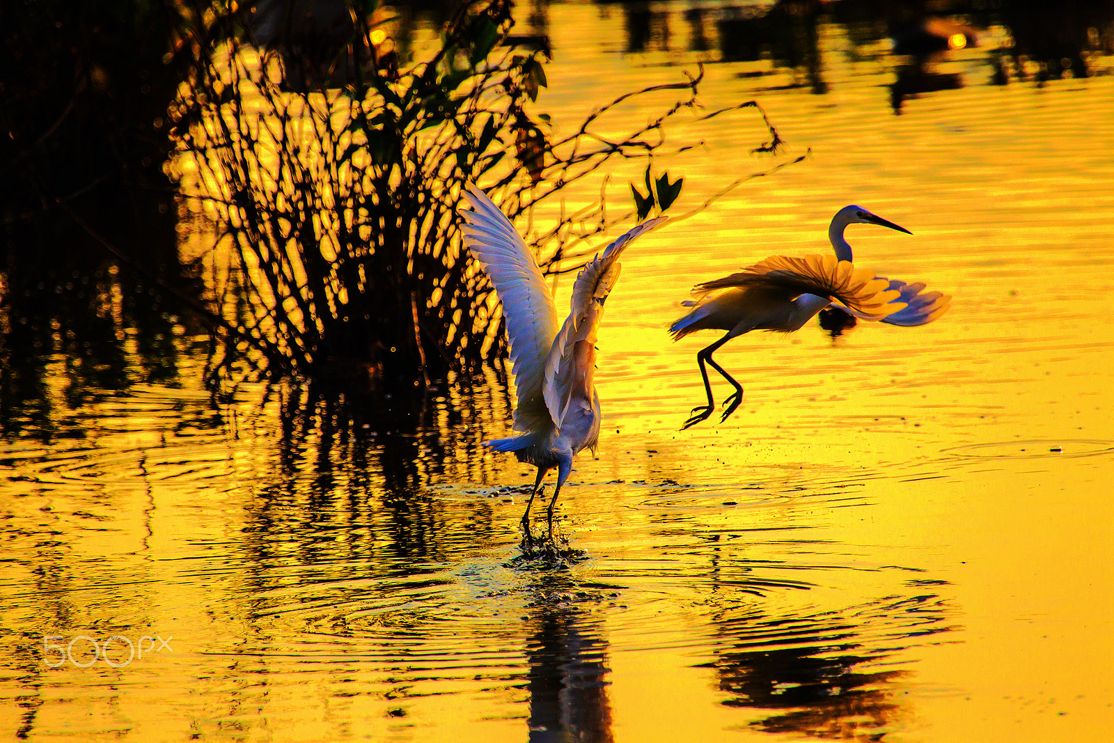 Canon EOS-1D Mark IV sample photo. In golden time--2 photography