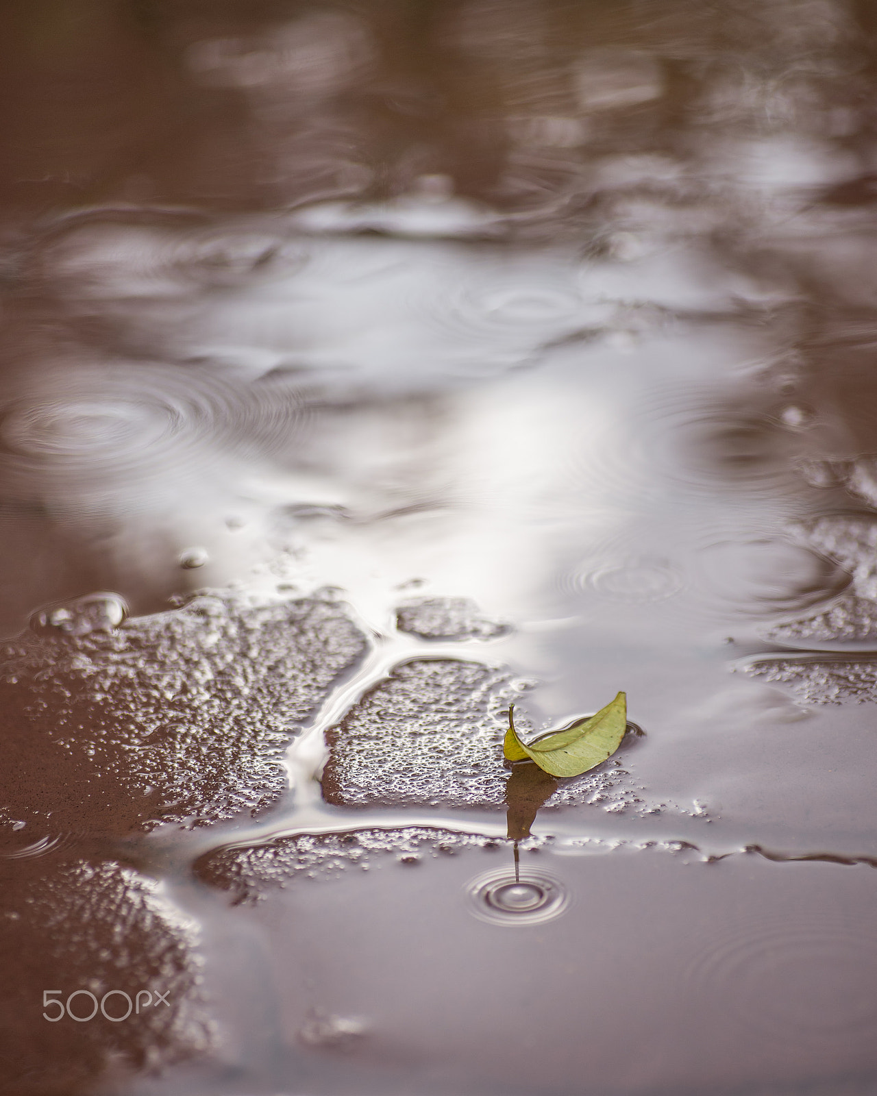 Tamron SP AF 90mm F2.8 Di Macro sample photo. Fallen leaf in rain photography
