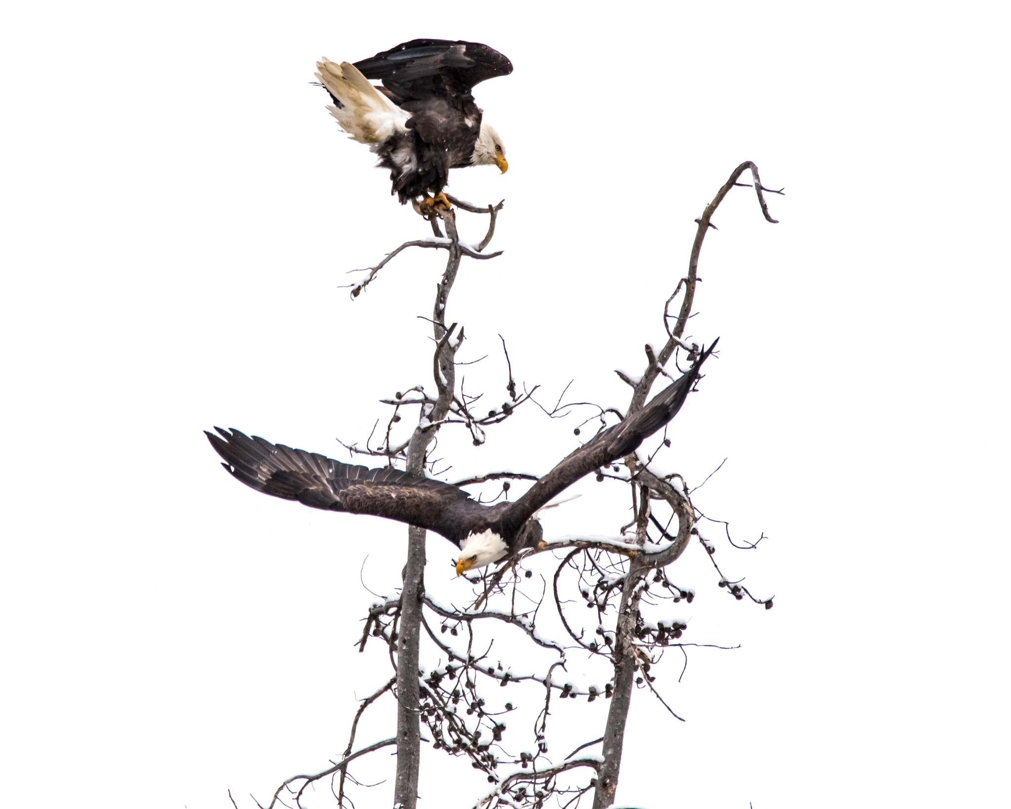 150-600mm F5-6.3 DG OS HSM | Contemporary 015 sample photo. Grand teton national park photography