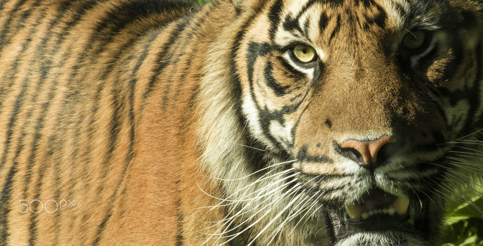 Canon EOS 5DS R + Canon EF 100-400mm F4.5-5.6L IS USM sample photo. Eye of the tiger fota photography