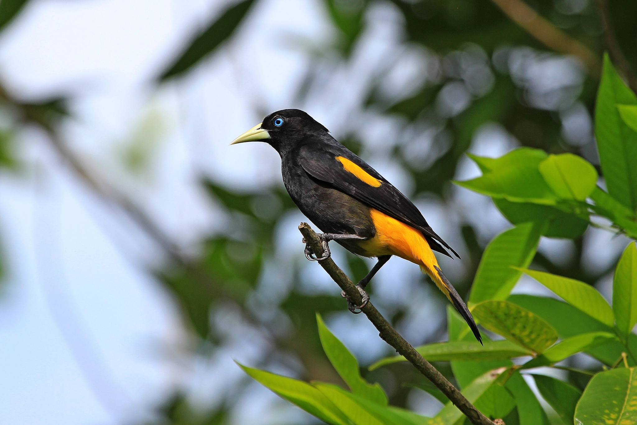 Canon EF 100-400mm F4.5-5.6L IS USM sample photo. Yellow-rumped cacique photography