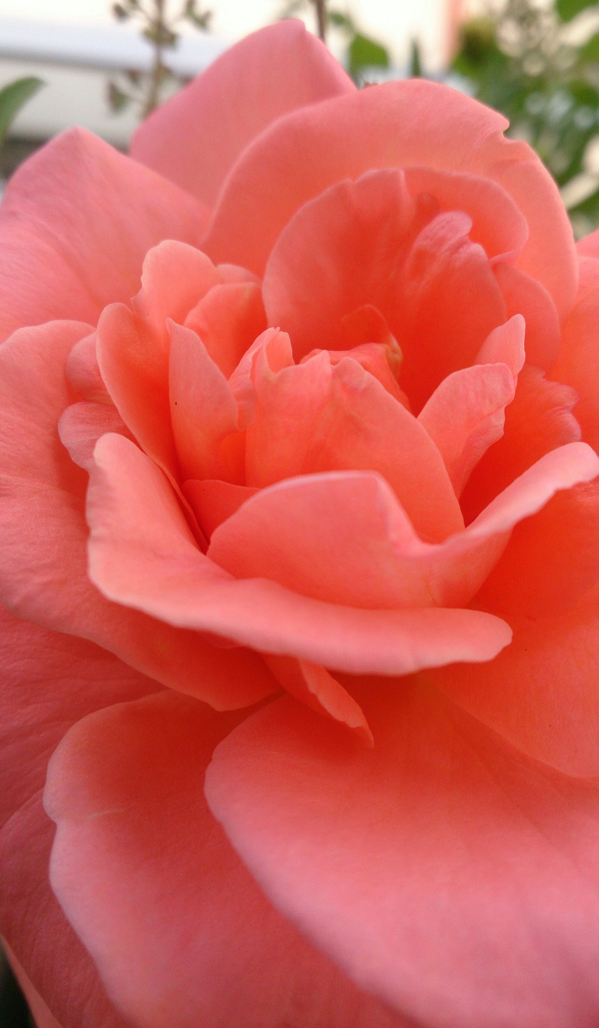 Sony Xperia ZR sample photo. Pink rose photography