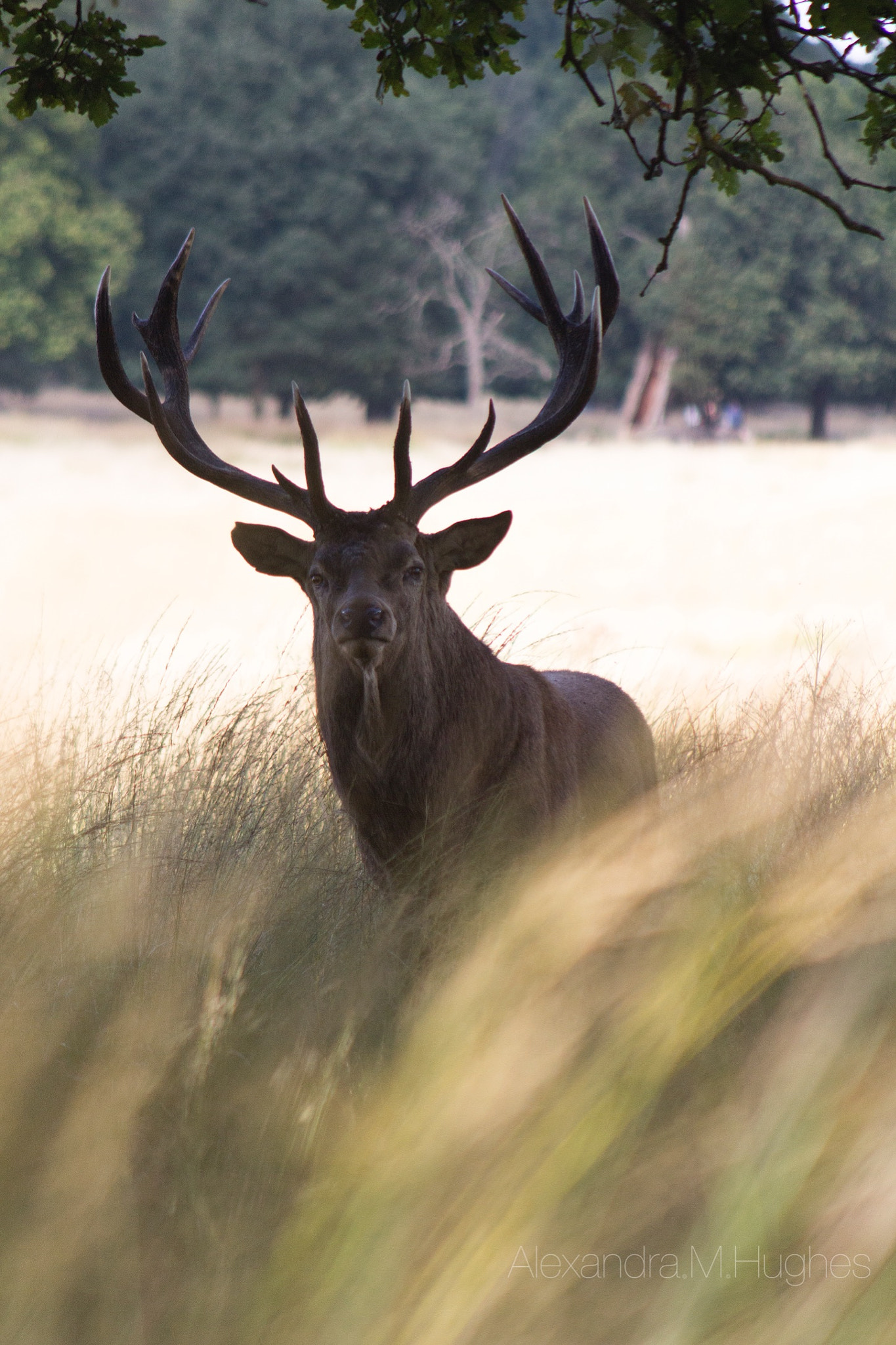 Canon EOS 60D sample photo. Deer rut richmond park 2016 photography