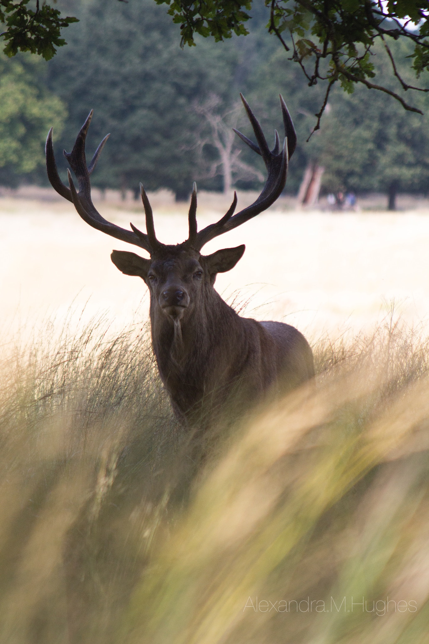 Canon EF 90-300mm F4.5-5.6 sample photo. Deer rut richmond park 2016 photography