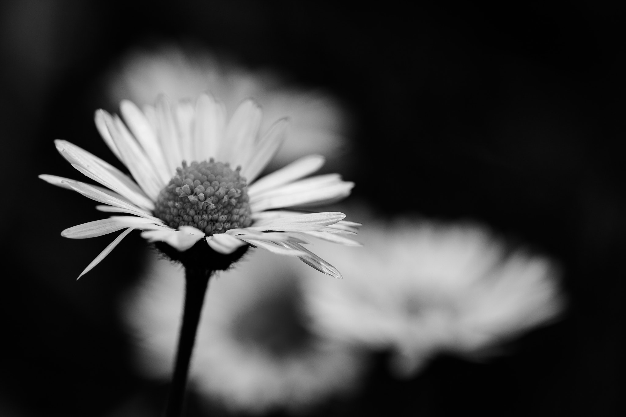 Canon EF 100mm F2.8 Macro USM sample photo. Macro bnw photography