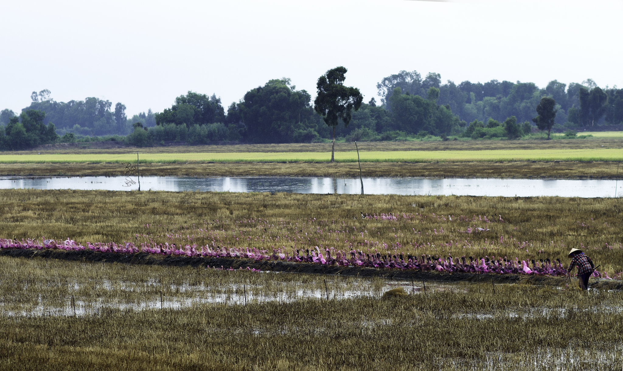 Canon EOS 7D sample photo. Pink duck photography