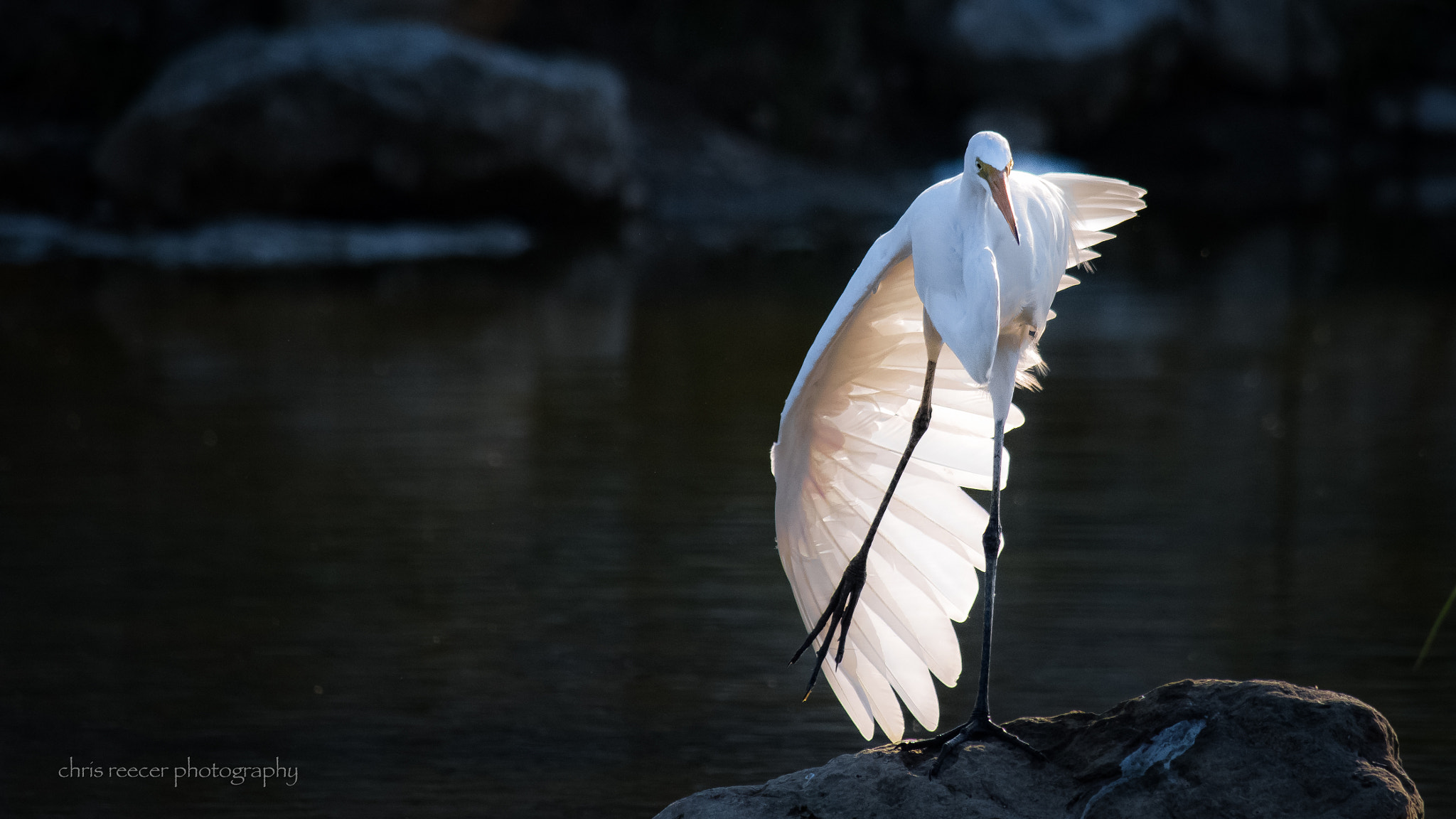 Nikon D500 sample photo. Winging it photography