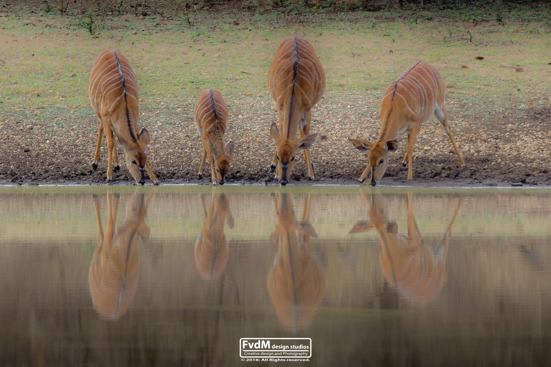 Sony SLT-A77 + Sony 70-400mm F4-5.6 G SSM sample photo. Reflections... photography