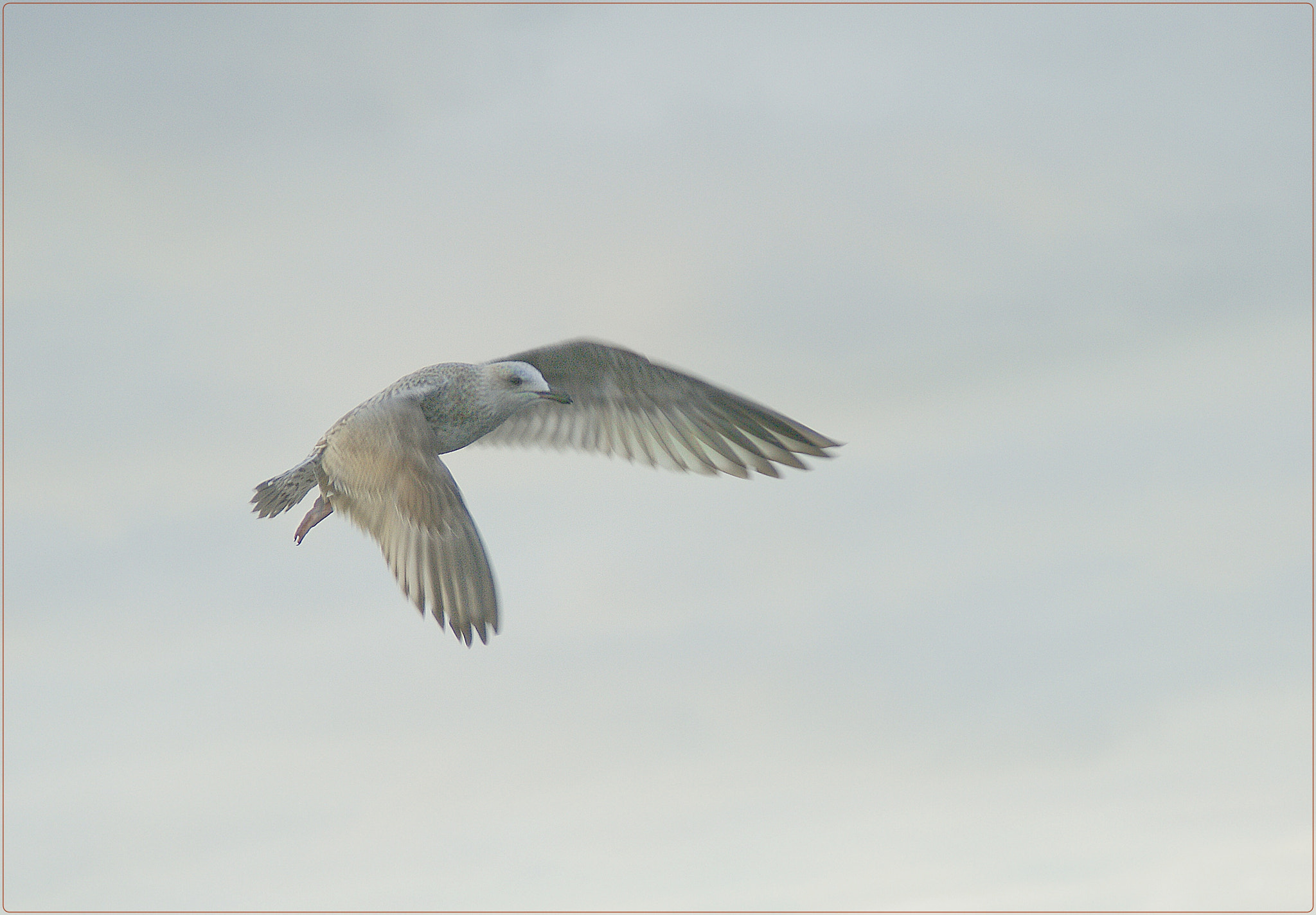Sony Alpha DSLR-A290 sample photo. ¸.•*´ ♥ `*•.¸ photography