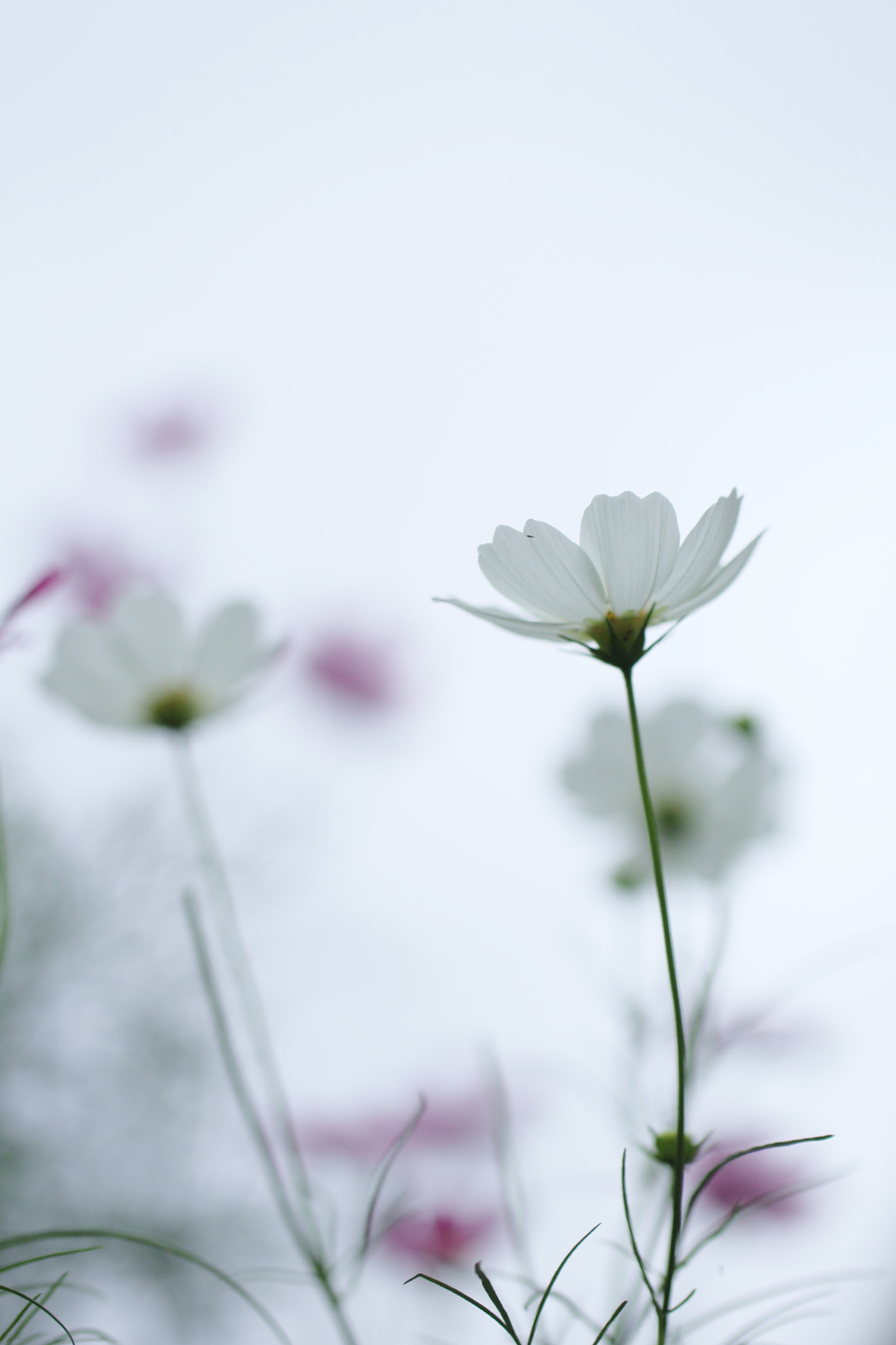 Canon EOS 60D + Tamron SP AF 60mm F2 Di II LD IF Macro sample photo. Cosmos photography