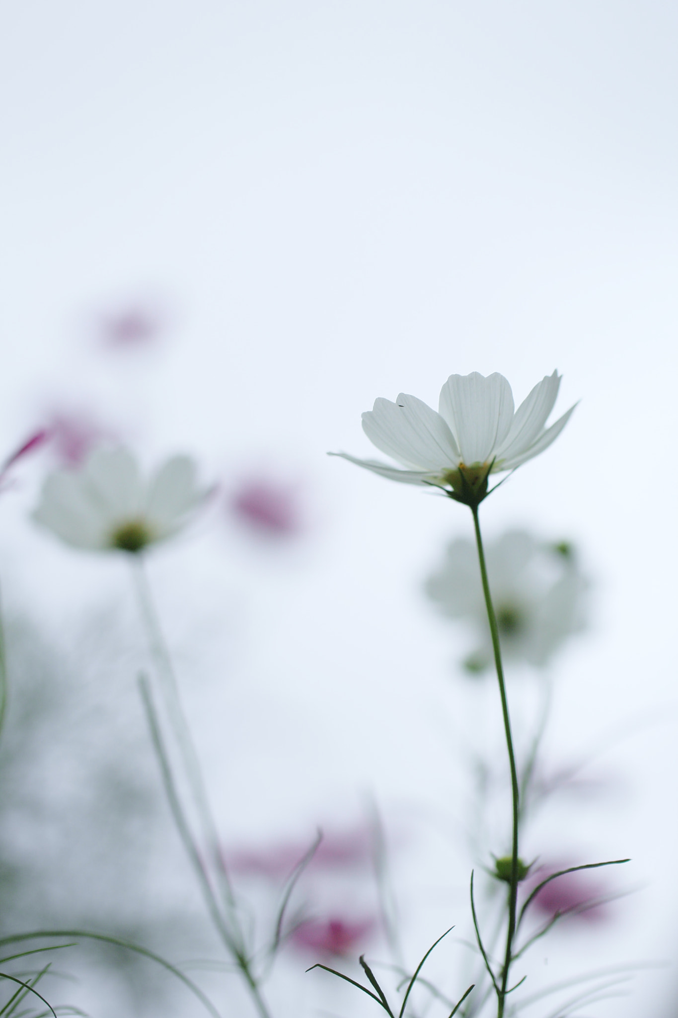 Canon EOS 60D sample photo. Cosmos photography