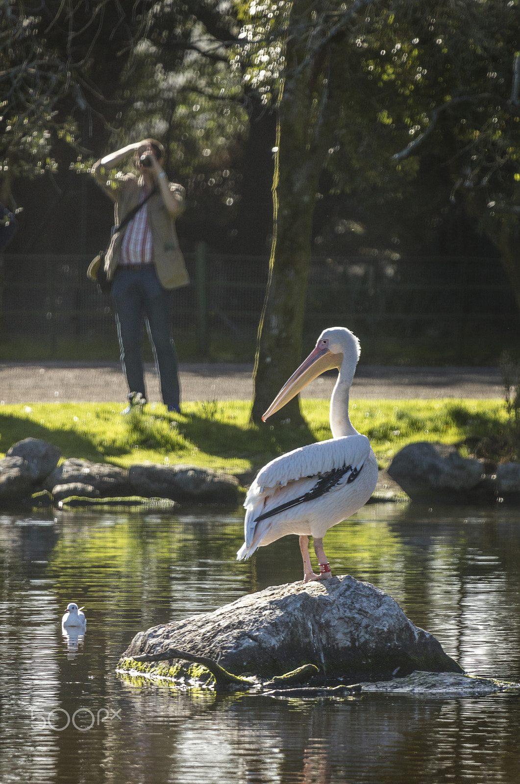 Canon EF 100-400mm F4.5-5.6L IS USM sample photo. Holdl that pose ! photography