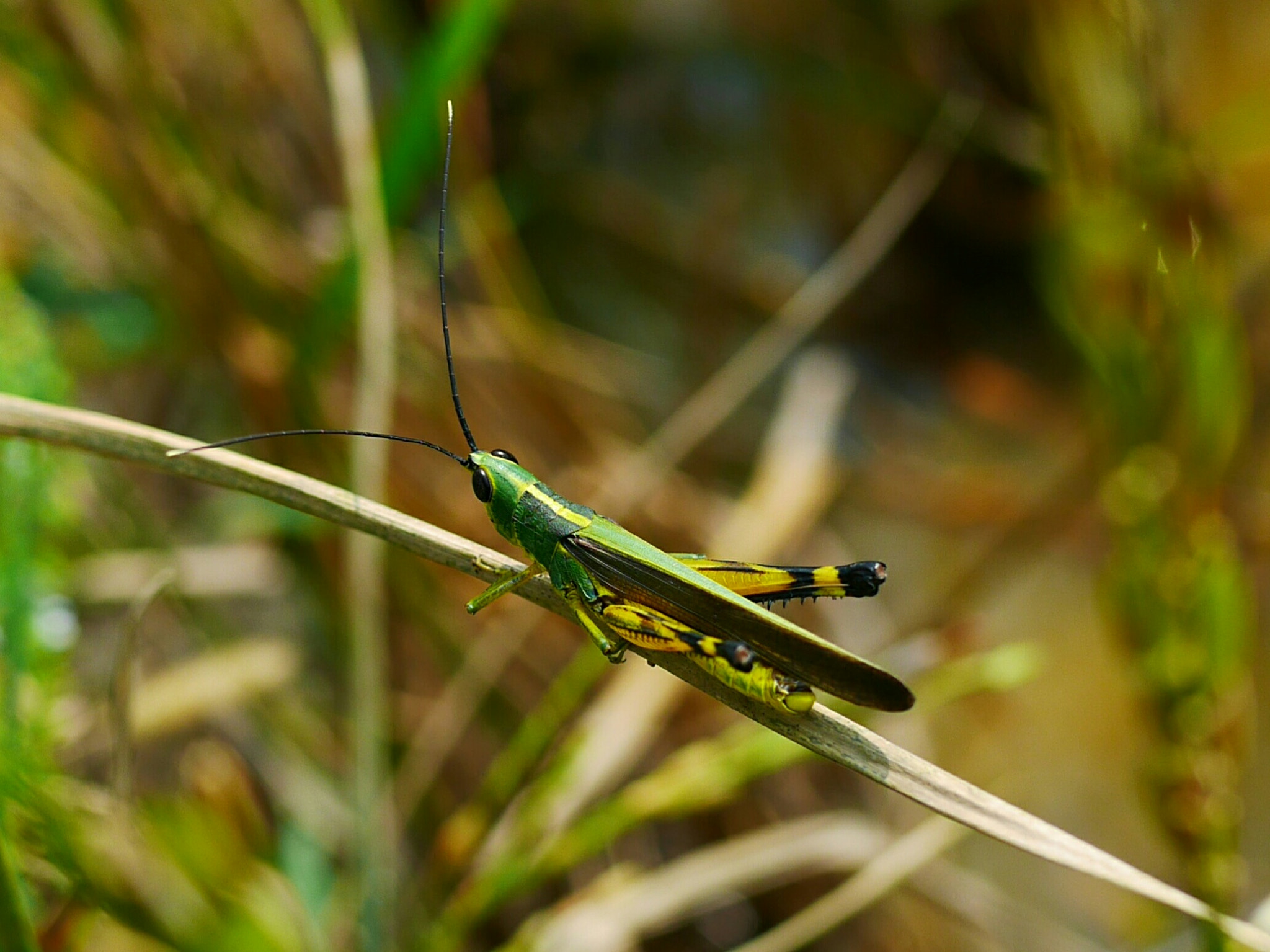 Panasonic DMC-GM1S sample photo. Grasshopper photography