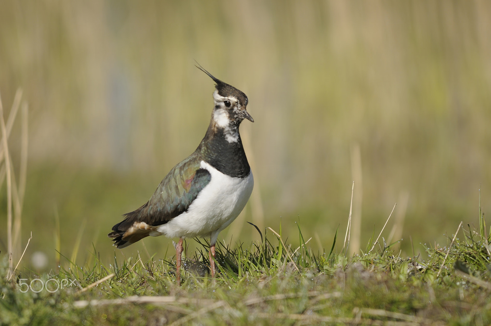 Sigma 150-500mm F5-6.3 DG OS HSM sample photo. Northern lapwing photography
